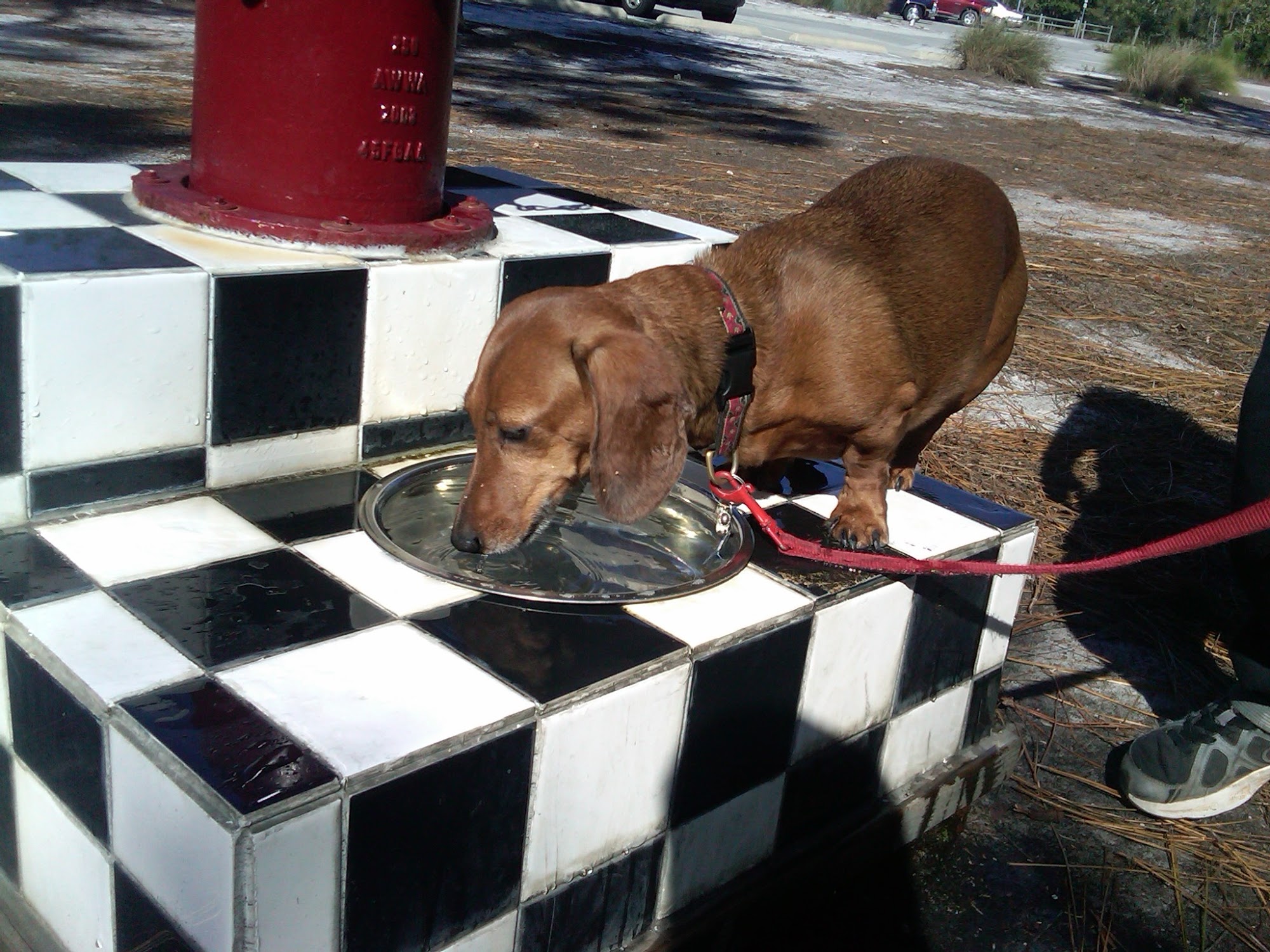 Einstein's Canine College Wilmington