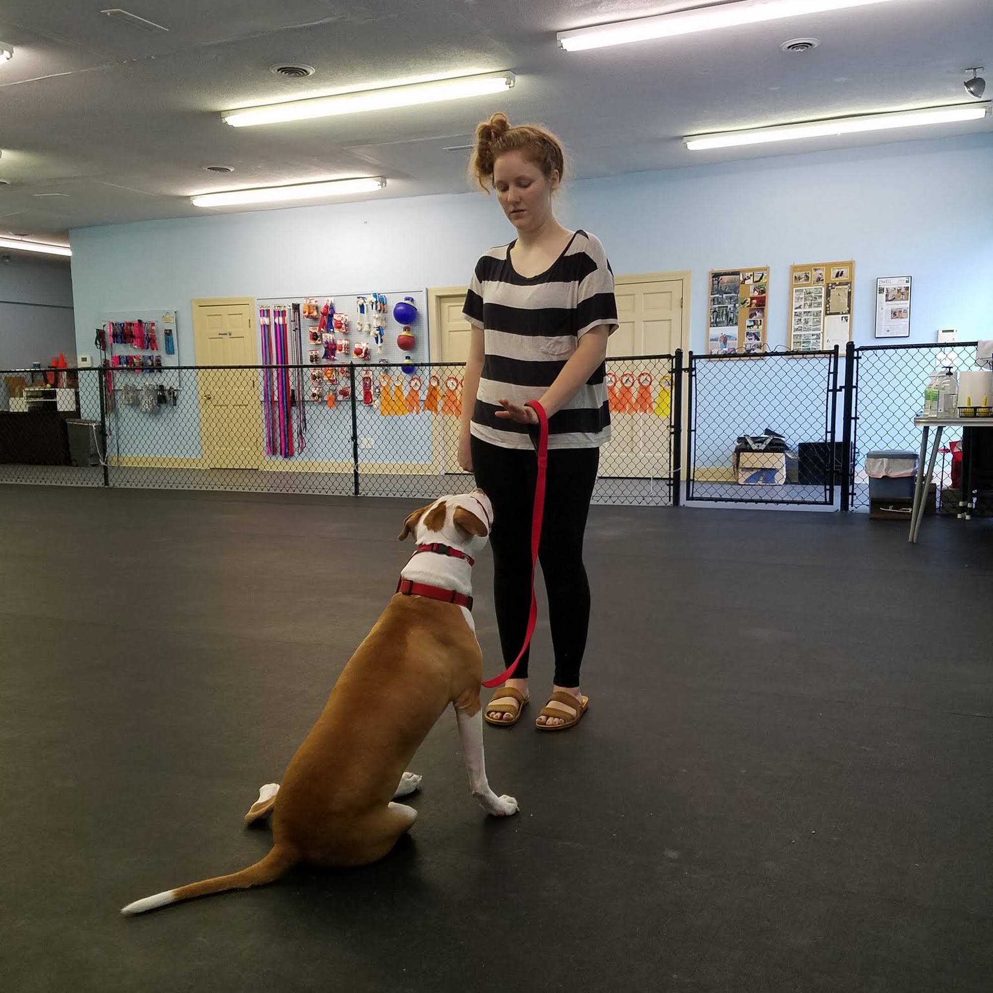 Dogtrain Inc Wilmington