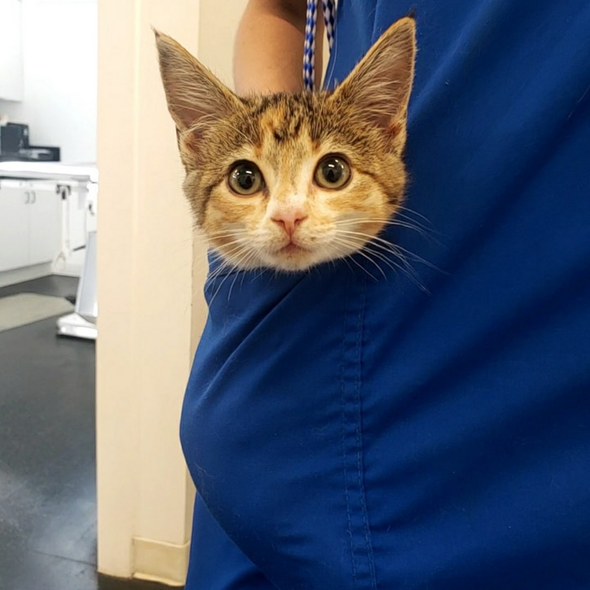 Coastal Carolina Animal Hospital Wilmington