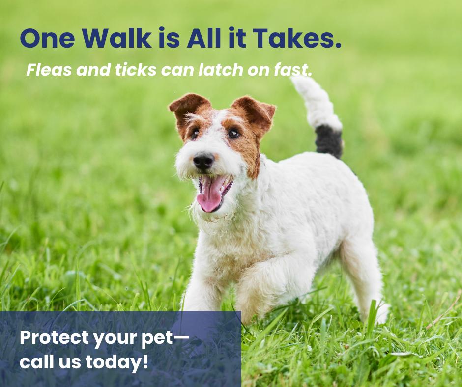Coastal Carolina Animal Hospital Wilmington