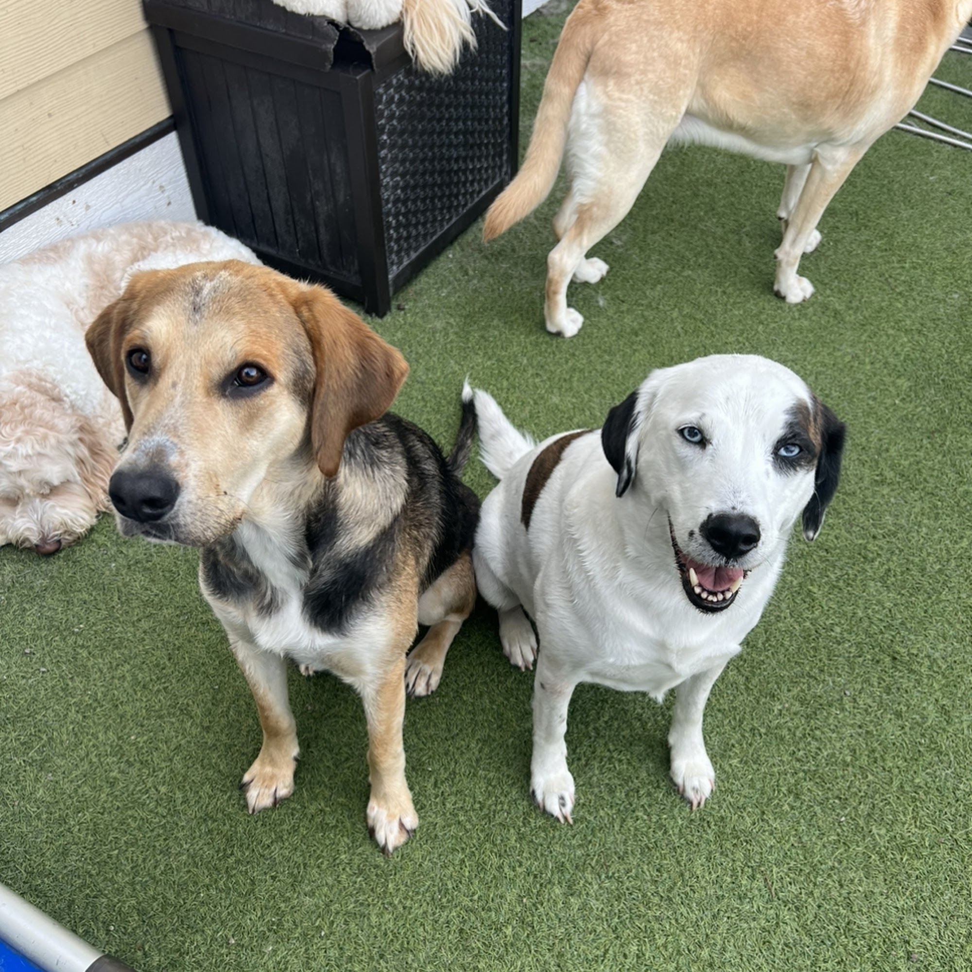 The Diggs at Paws & Claws Wilmington