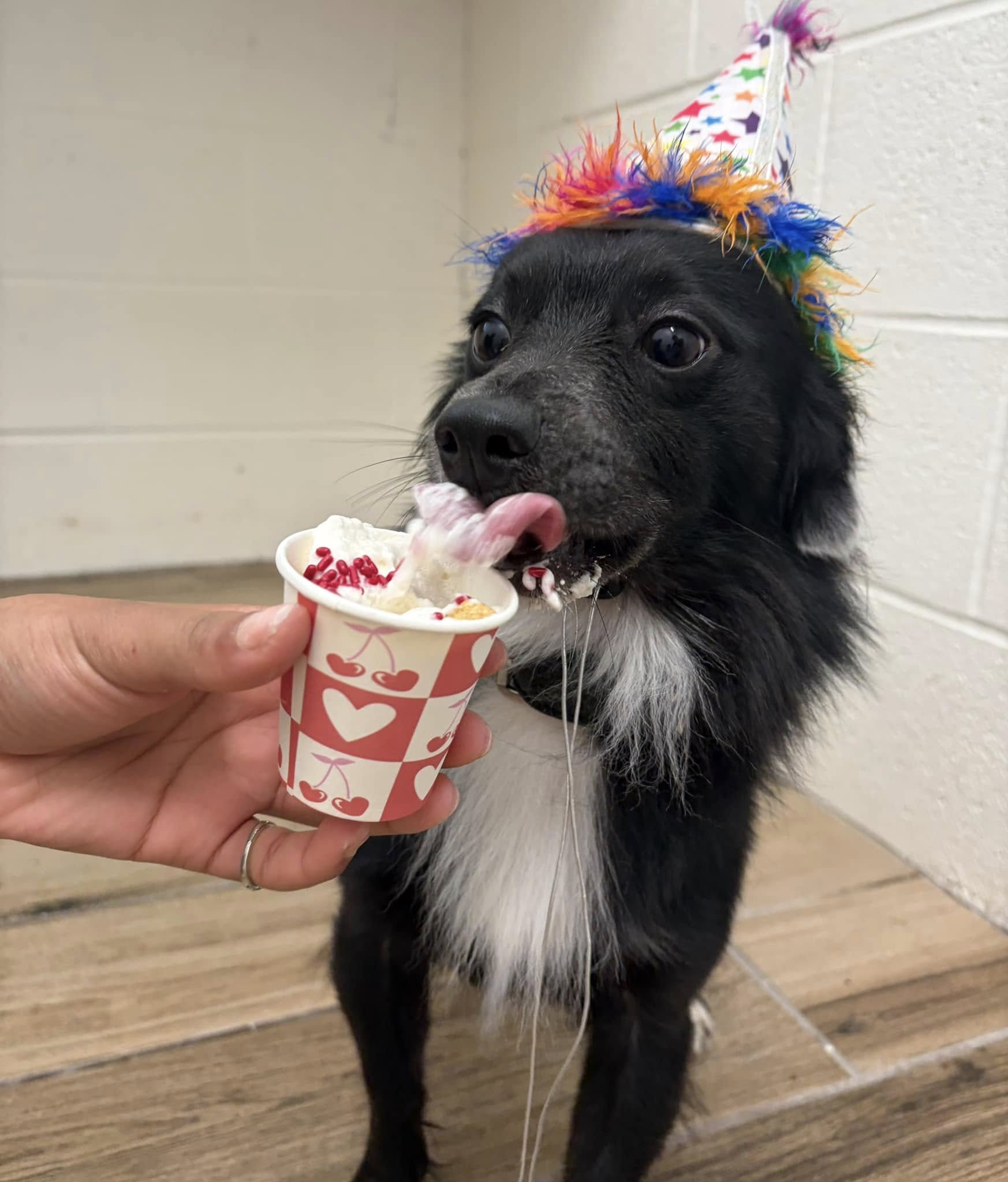 Scotts Hill Pawville - Pet Boarding, Grooming, Daycare, Training Wilmington