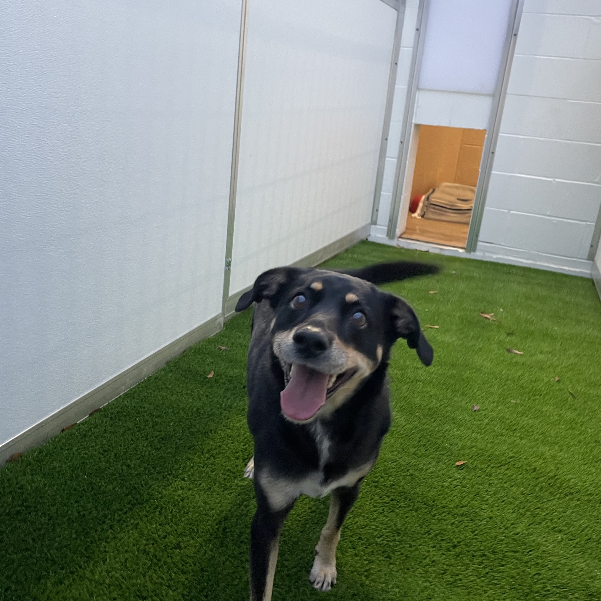 Scotts Hill Pawville - Pet Boarding, Grooming, Daycare, Training Wilmington