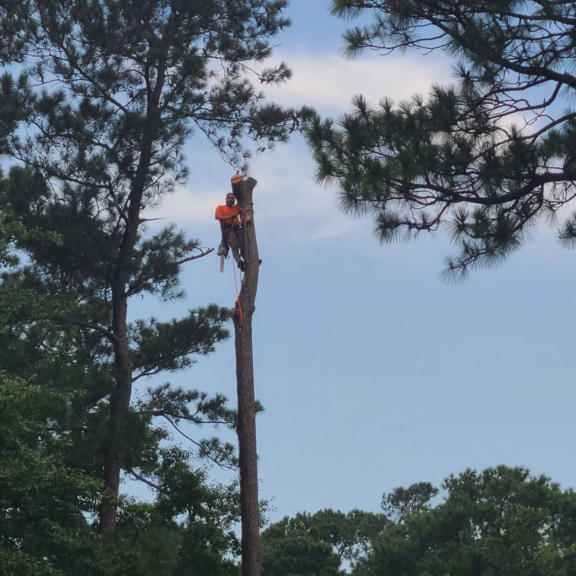 Arbor X Tree Service