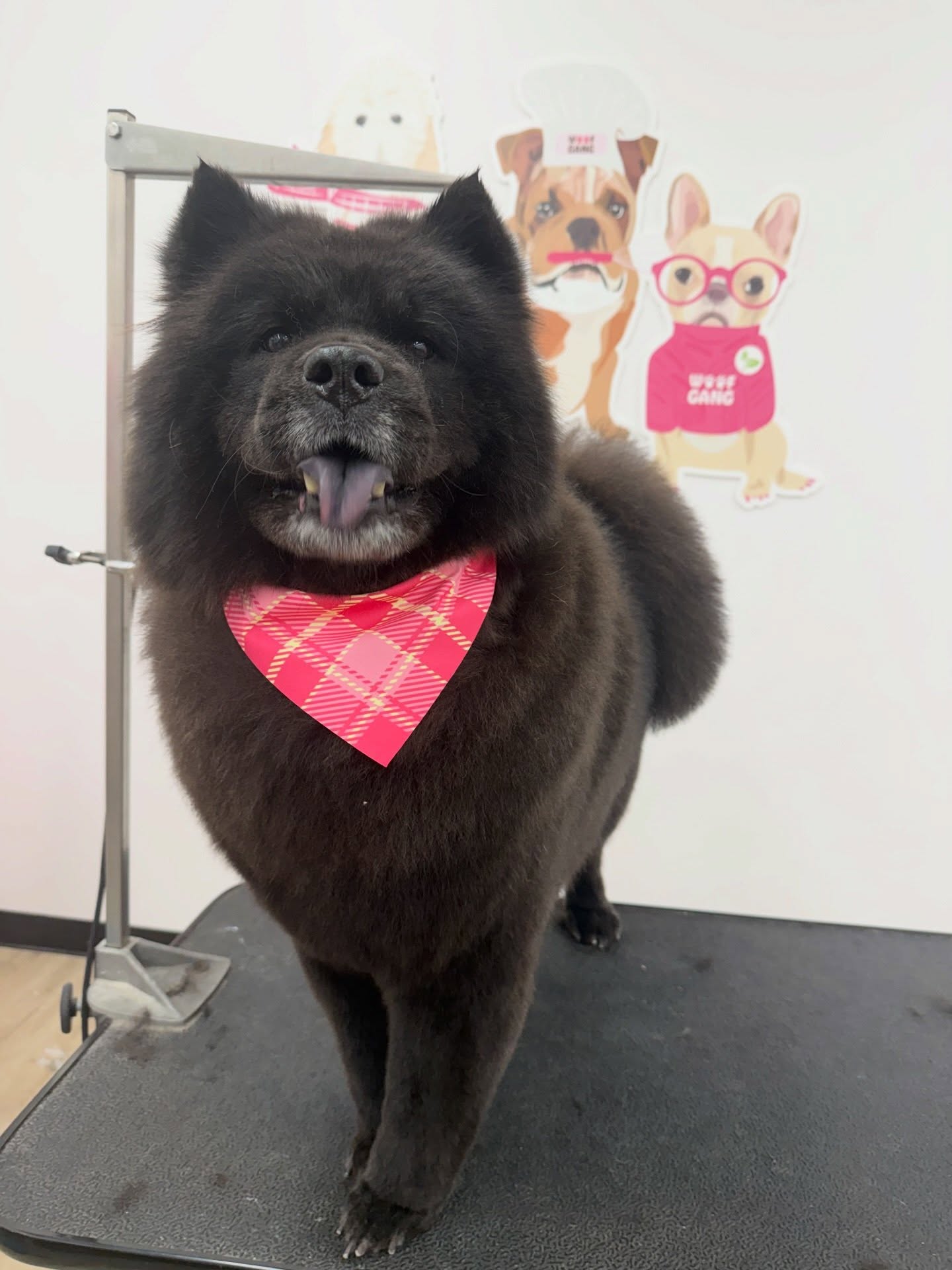 Woof Gang Bakery & Grooming Hanover Center Wilmington
