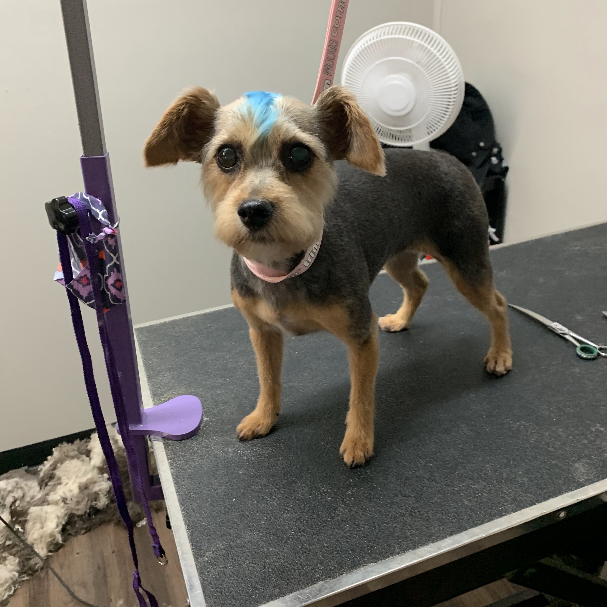 The Comb & Collar Canine Spa and Salon Wilmington