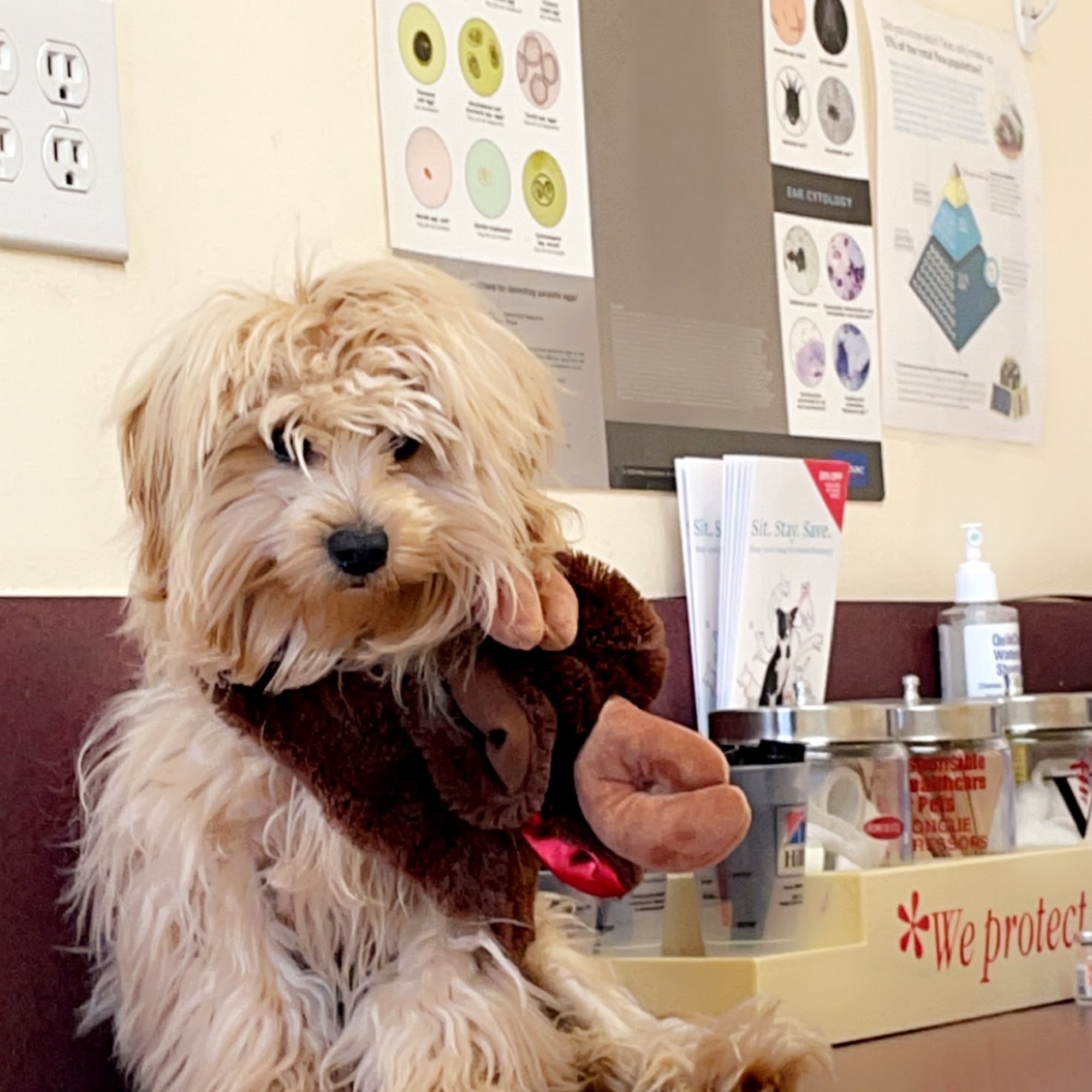 Countryside Animal Hospital Wilson