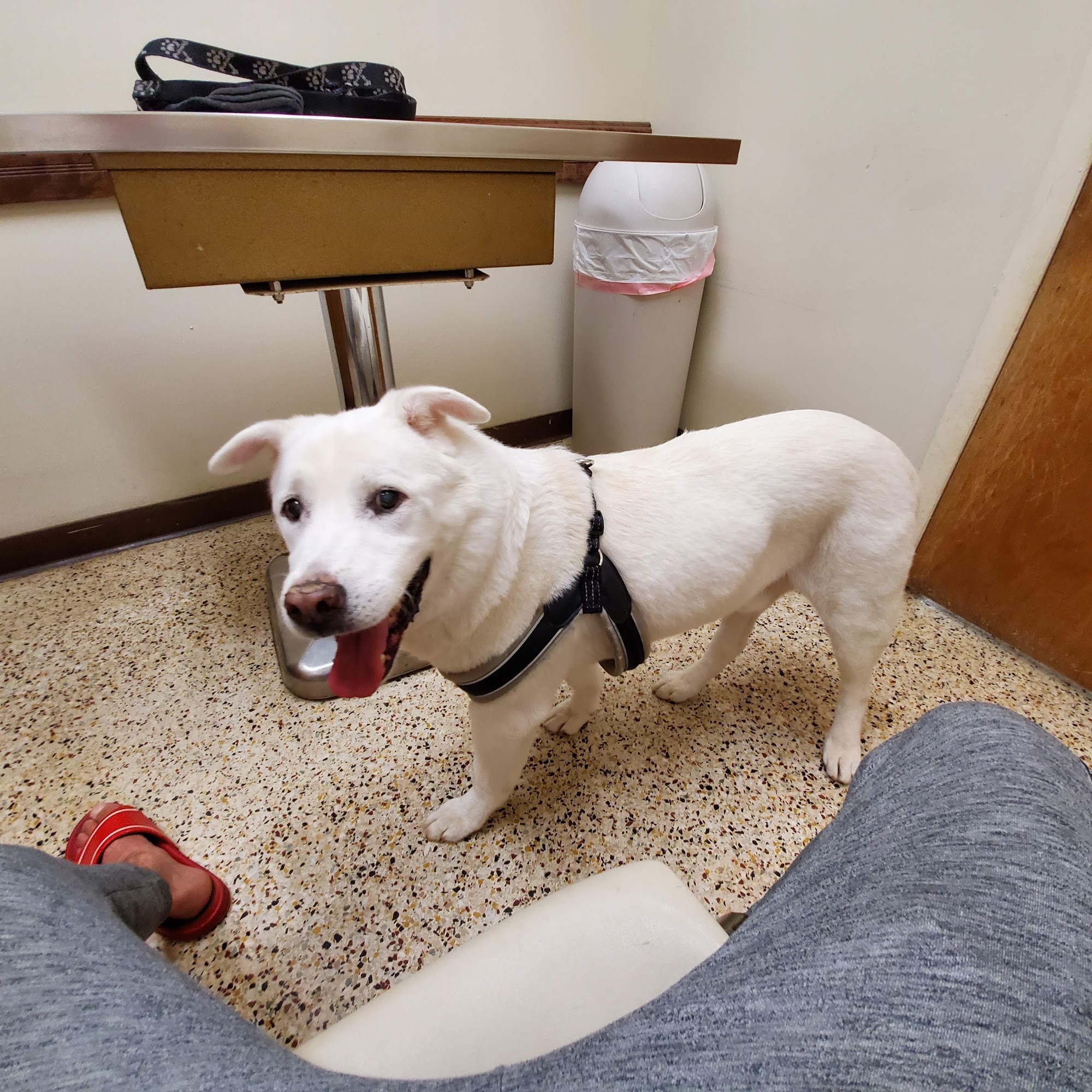 Abri Veterinary Hospital Winston-Salem