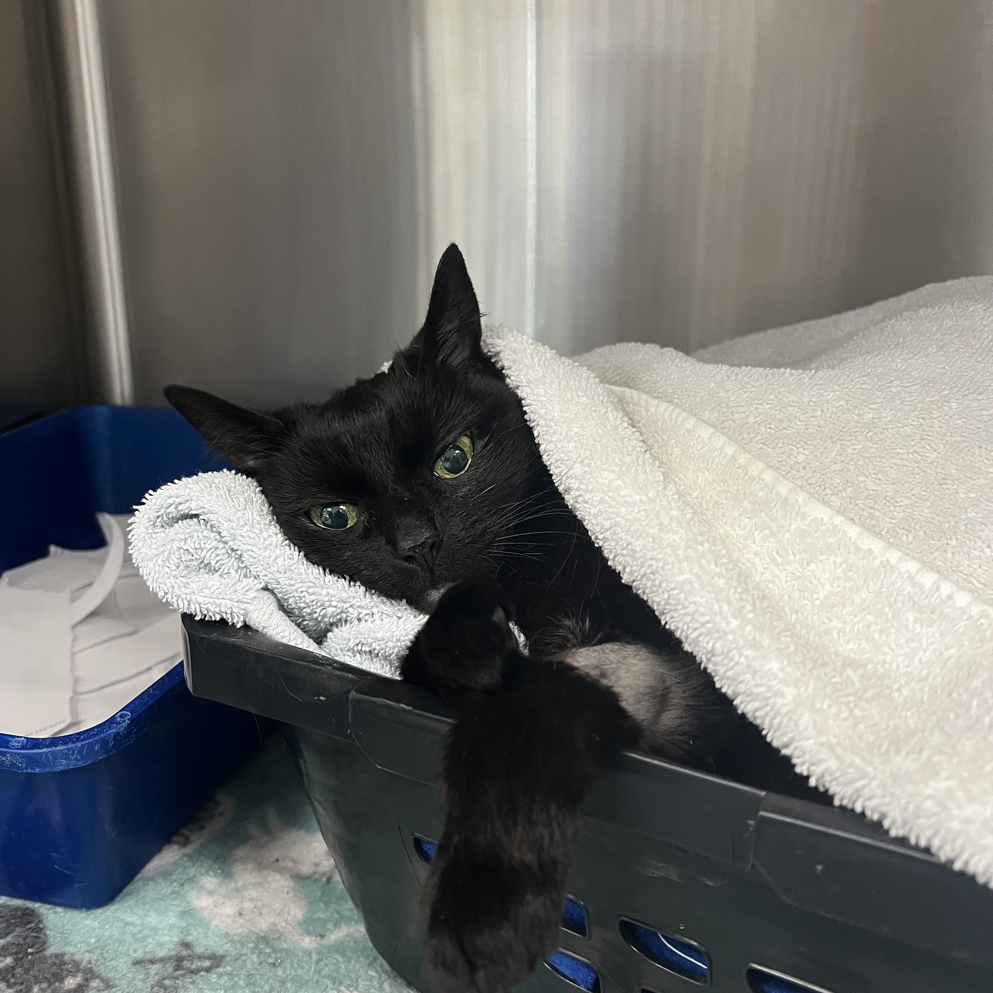 Reynolda Veterinary Hospital Winston-Salem