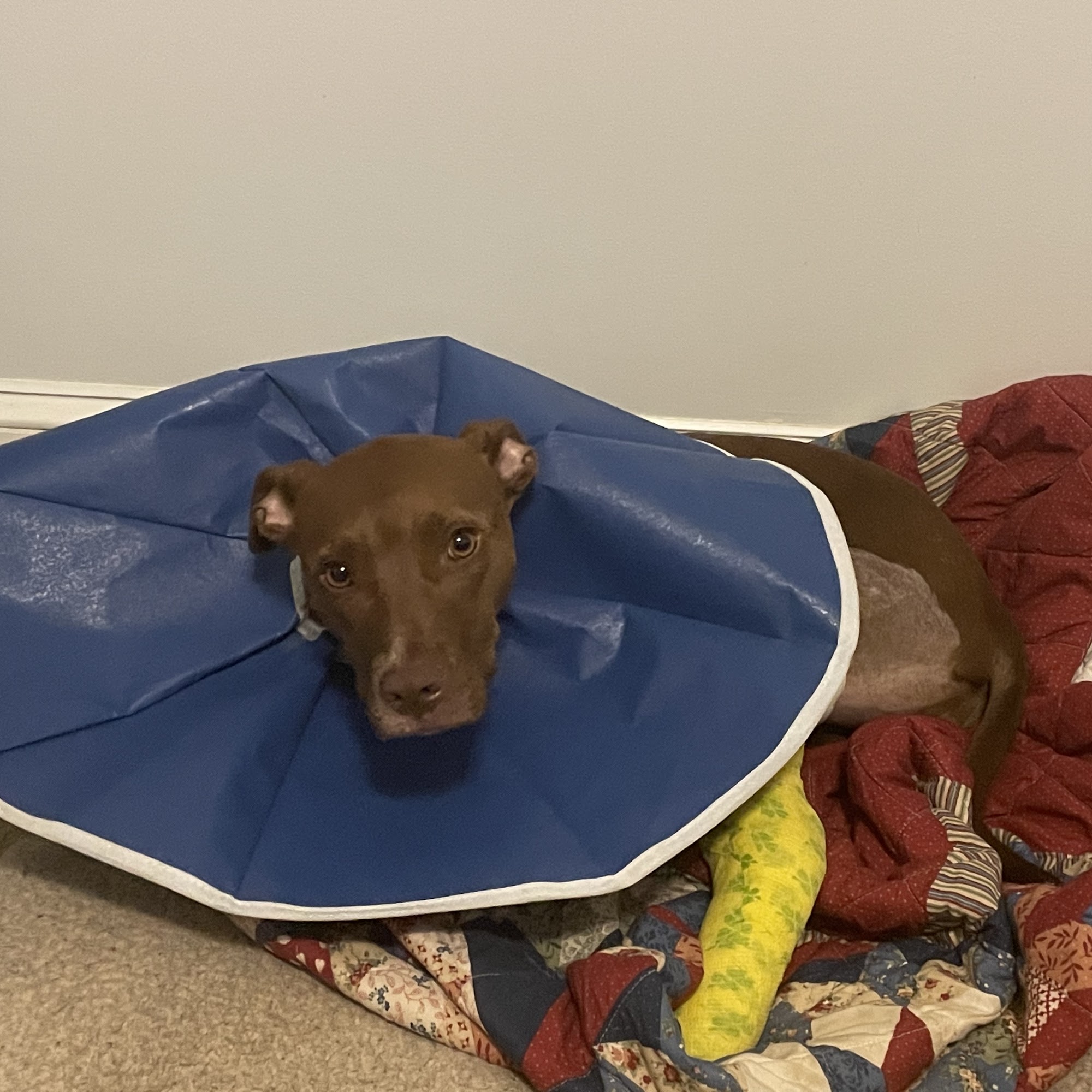 Oldtown Veterinary Hospital Winston-Salem