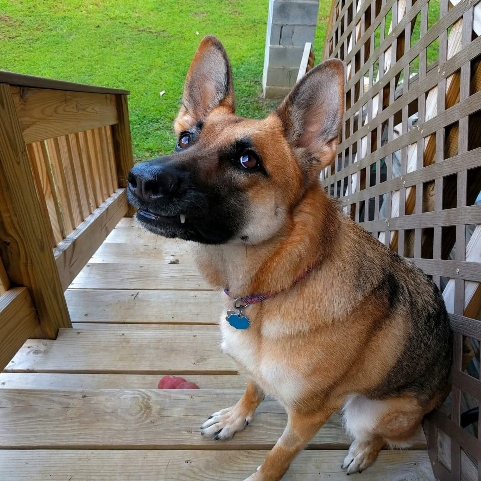 Mt Tabor Animal Hospital Winston-Salem