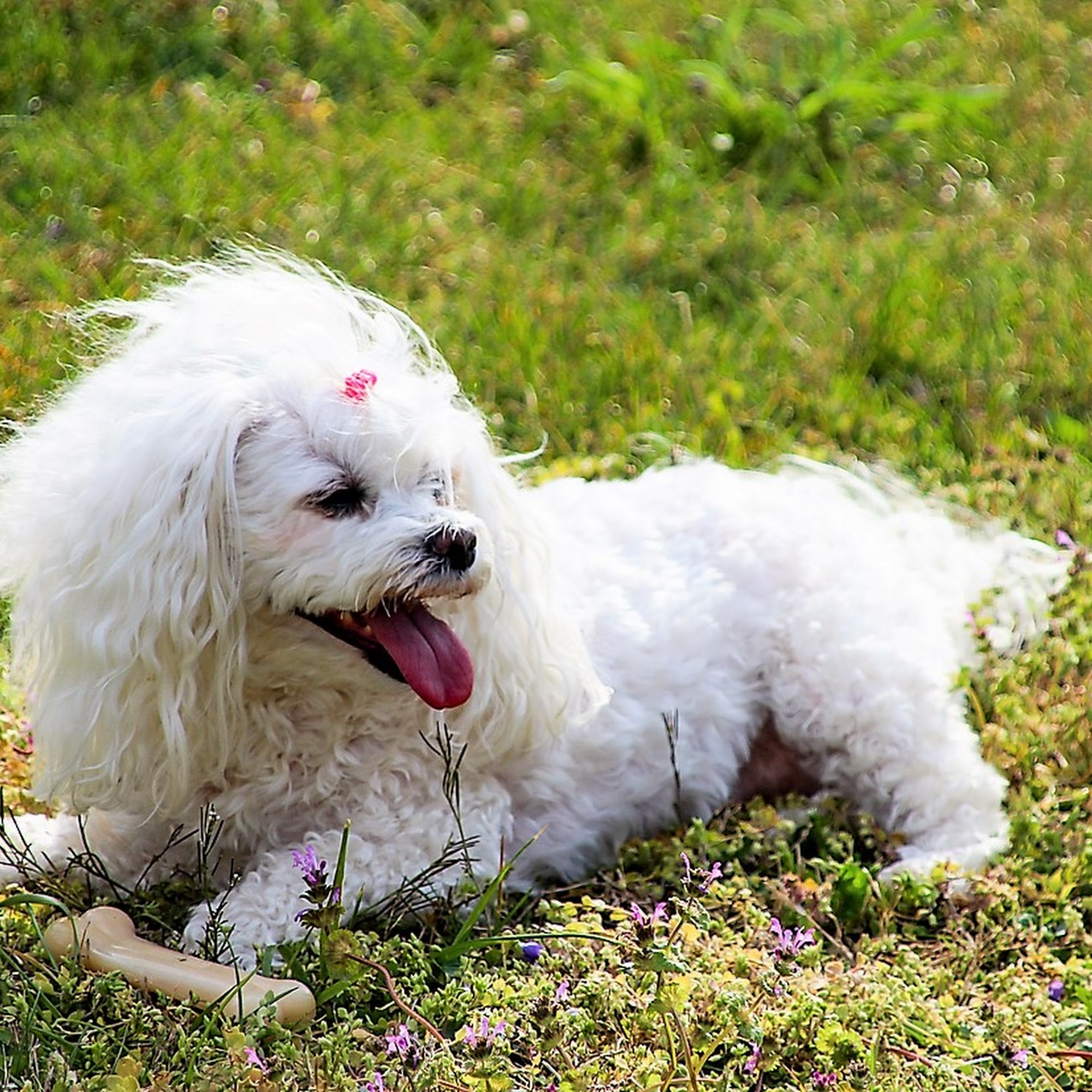 Midway Animal Clinic Winston-Salem