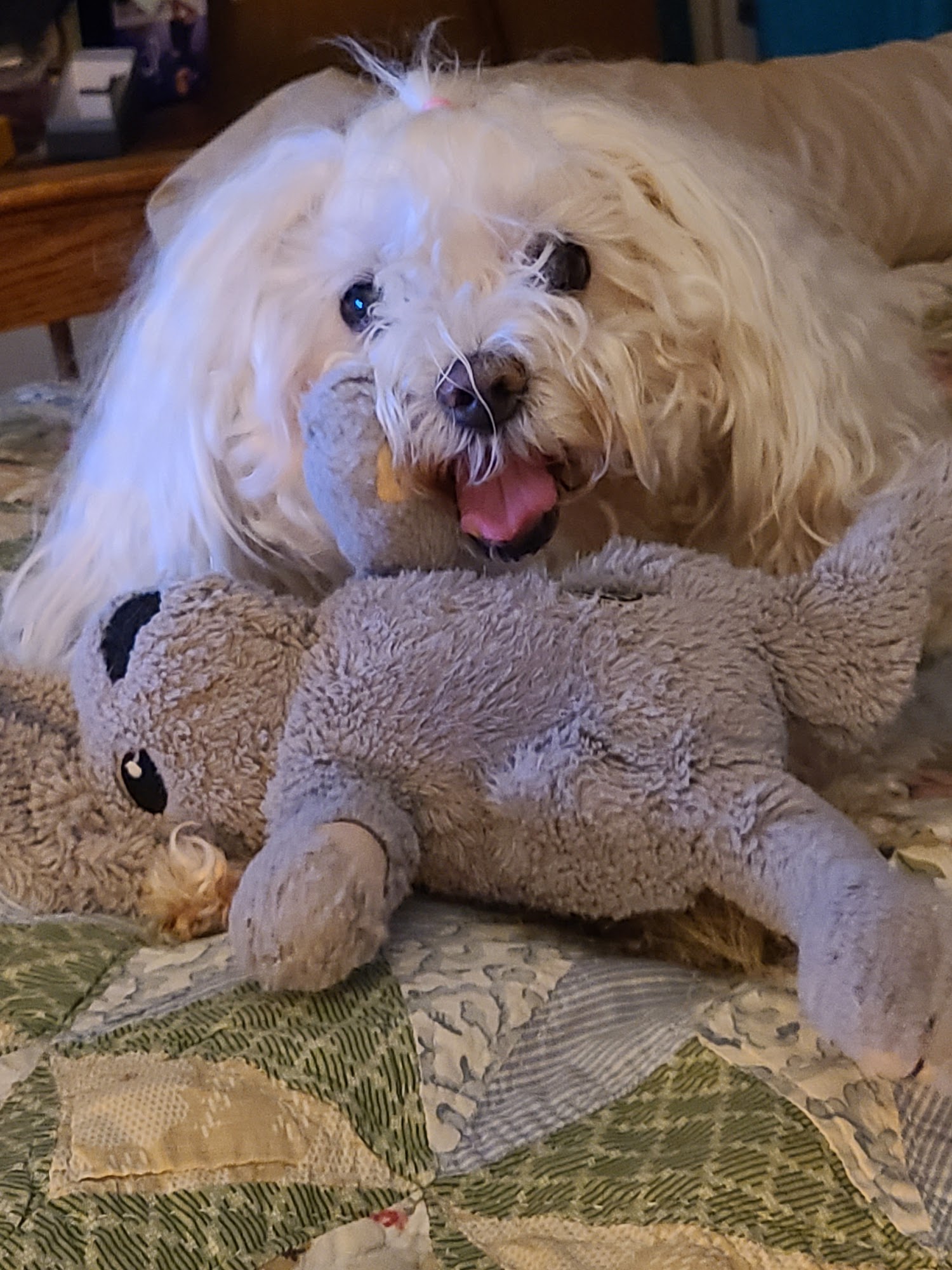 Midway Animal Clinic Winston-Salem