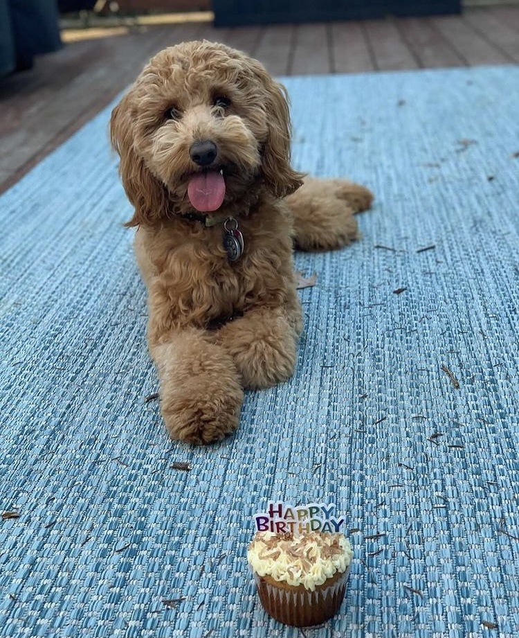 Howlin at the Moon Bakery Winston-Salem