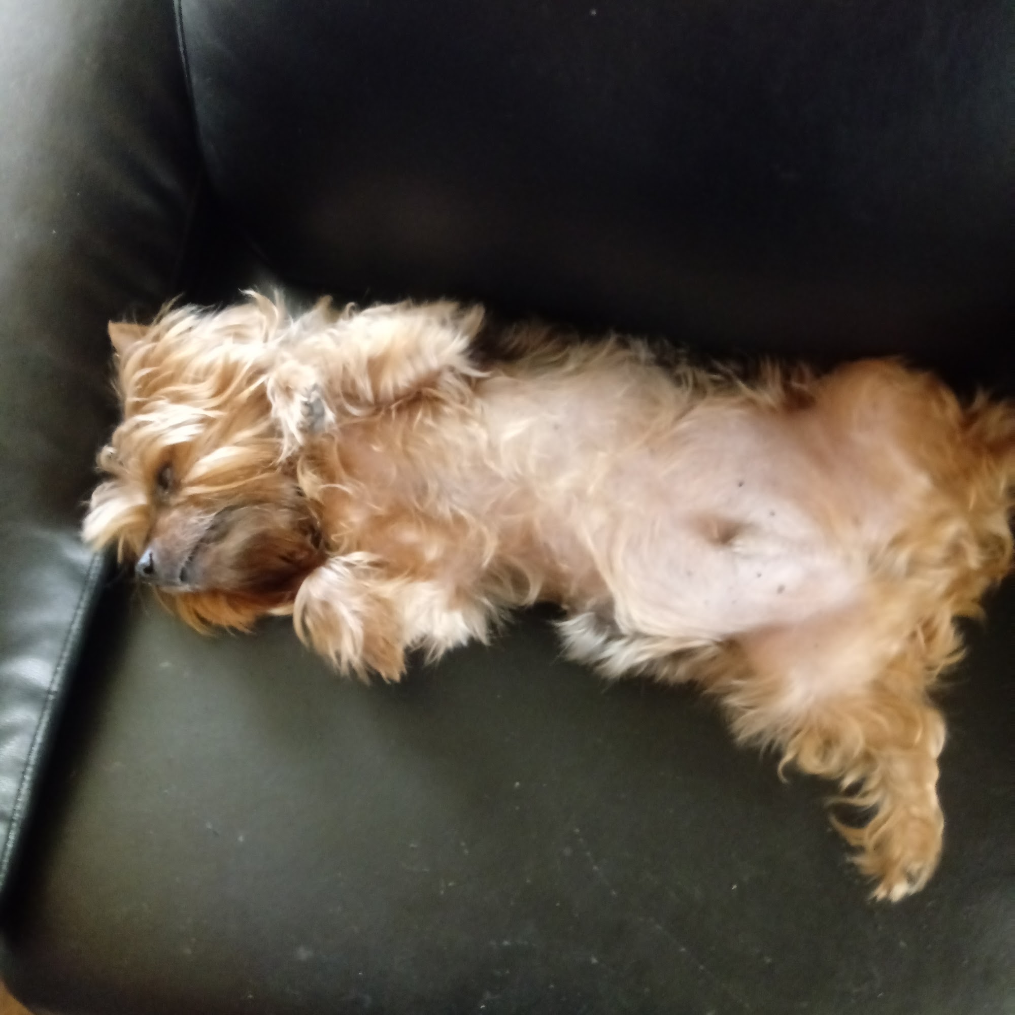 Boulevard Animal Hospital Winston-Salem