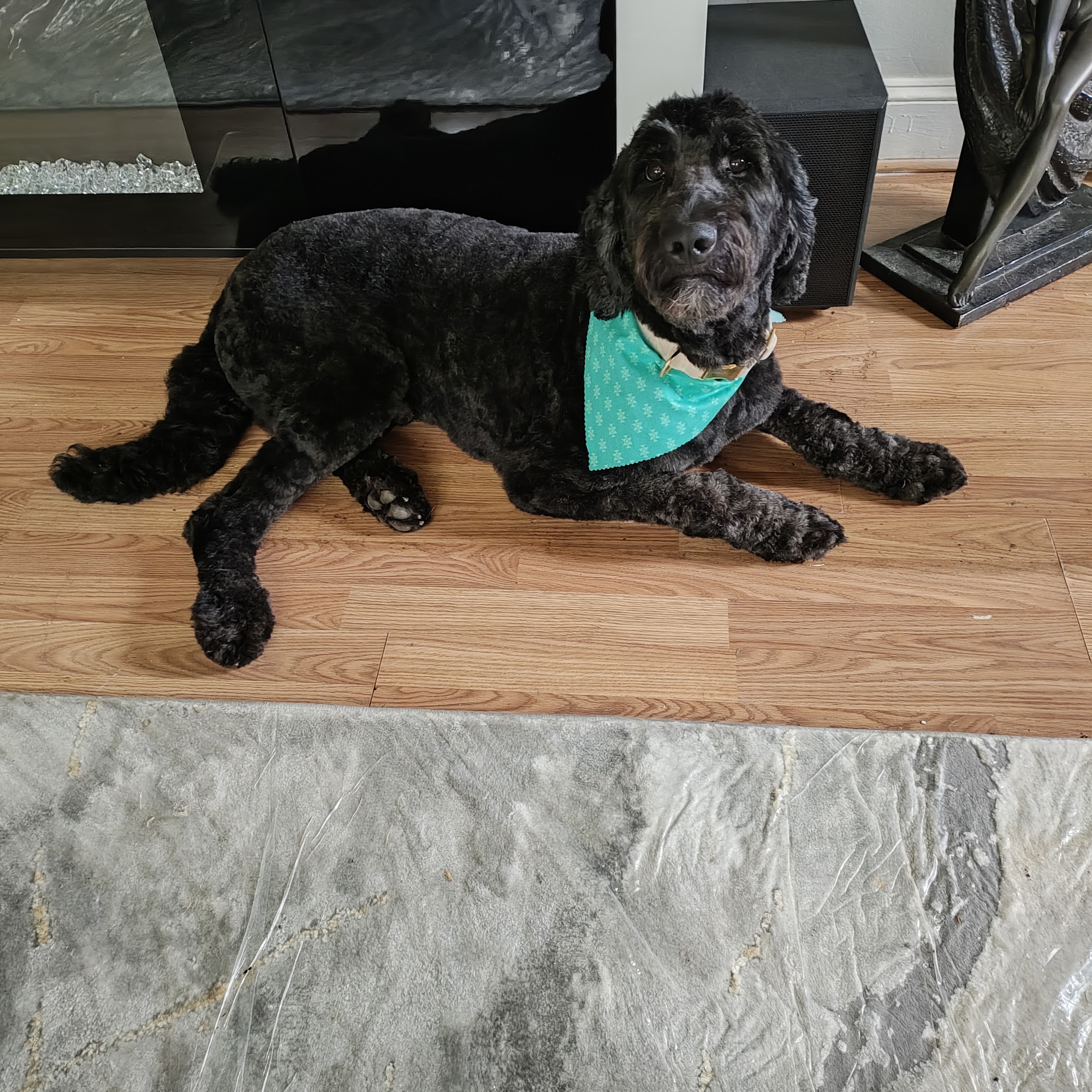 Pet Haven Inc Winston-Salem