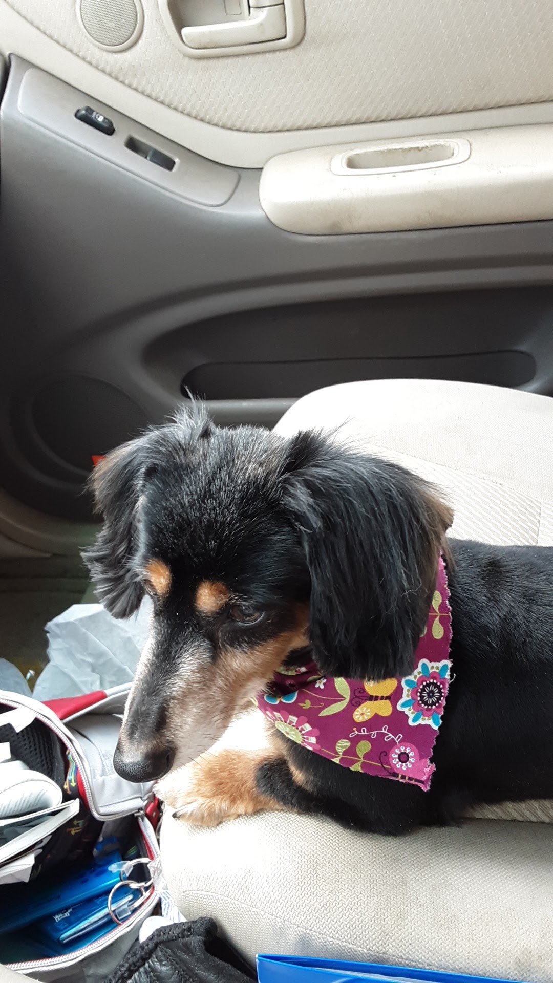 Pet Haven Inc Winston-Salem