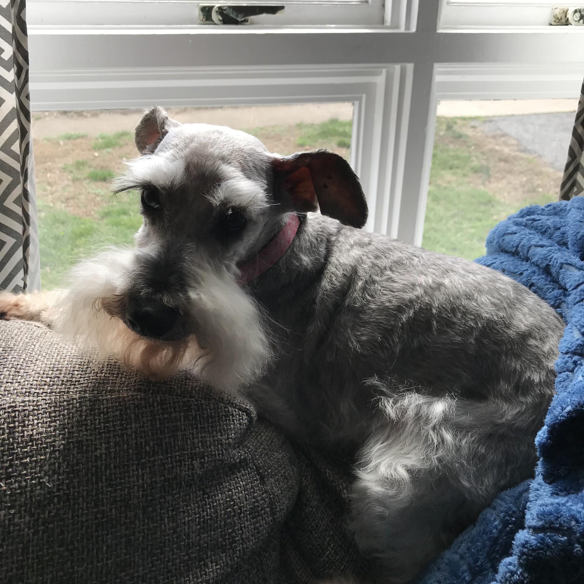 Grooming by Sherry Winston-Salem