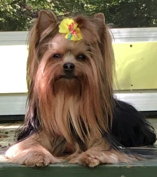 Grooming by Sherry Winston-Salem