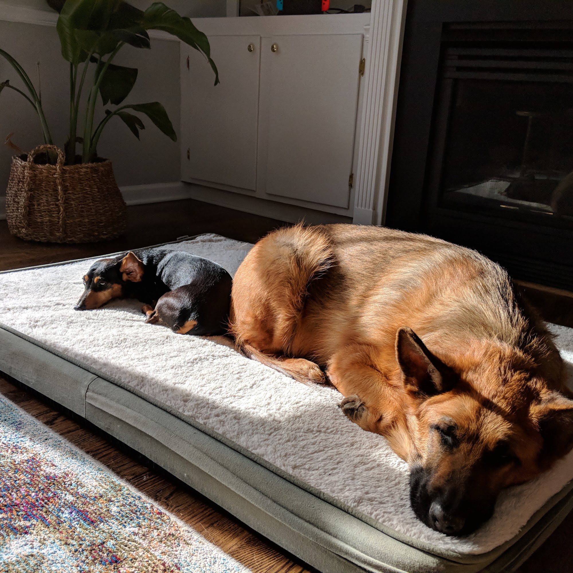 Legacy Boarding Kennels Winston-Salem