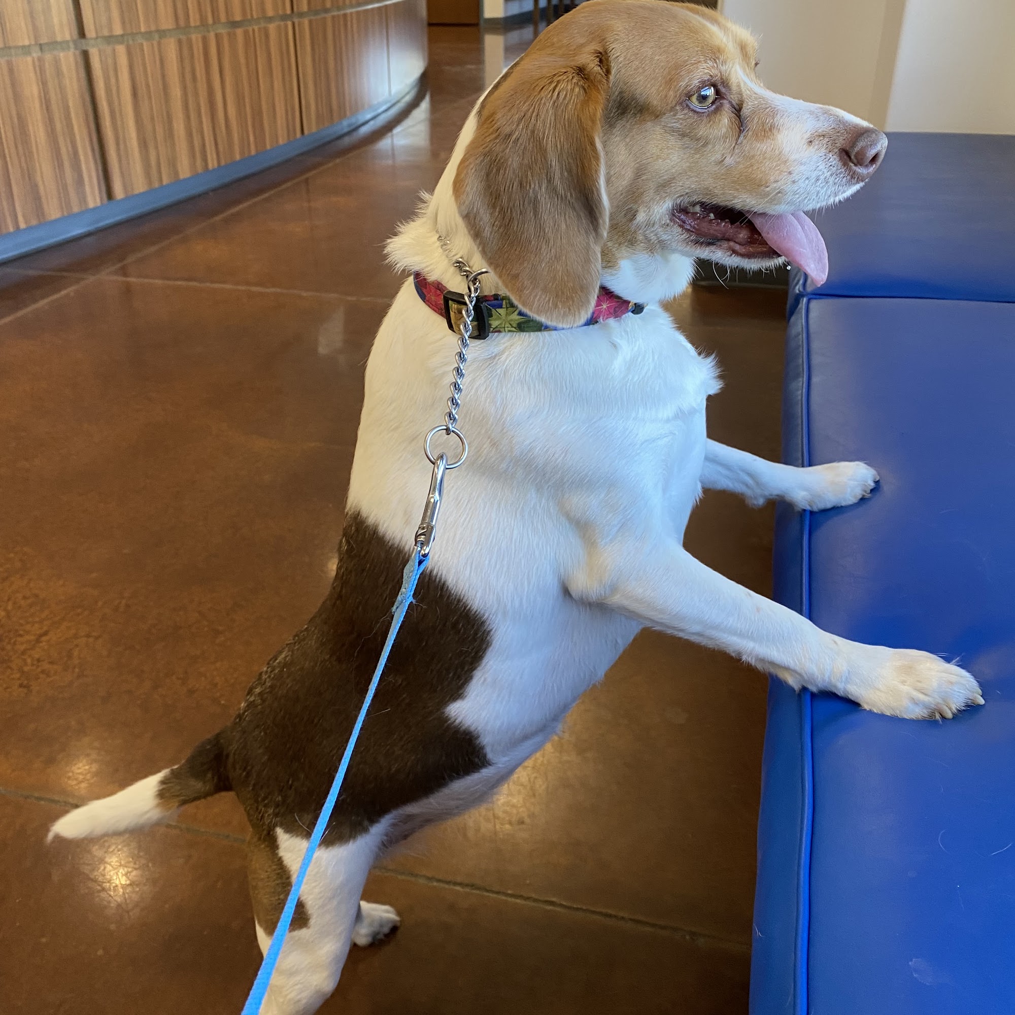 Firetower Animal Clinic Winterville