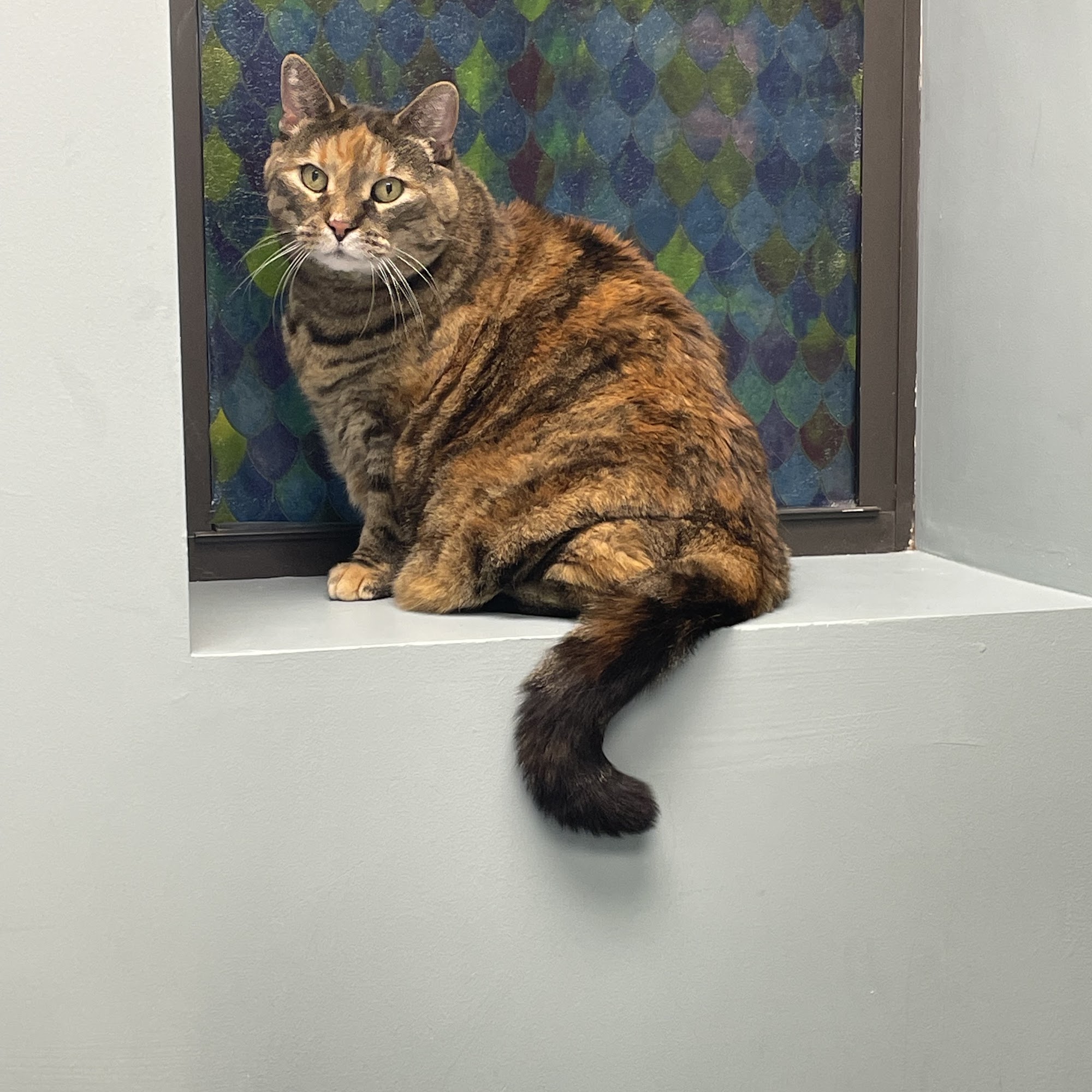 Winterville Animal Care Winterville