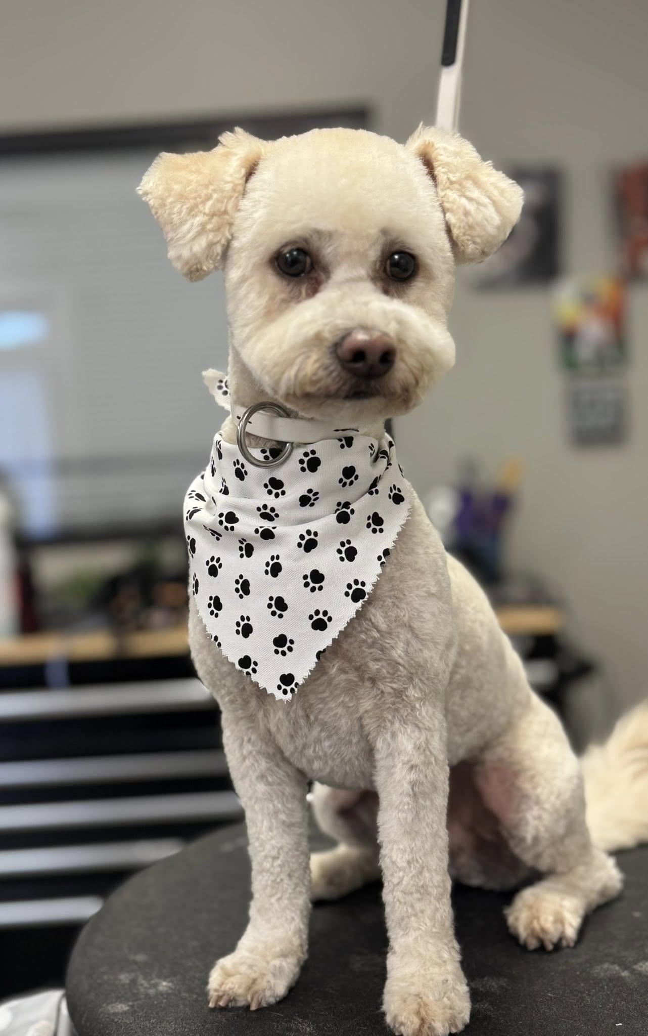 Pitt County K9 Academy: Grooming Winterville