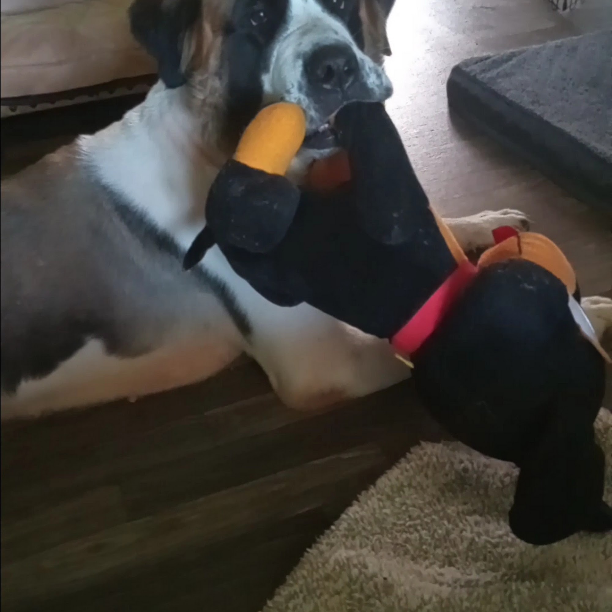 Yadkin Veterinary Hospital Yadkinville