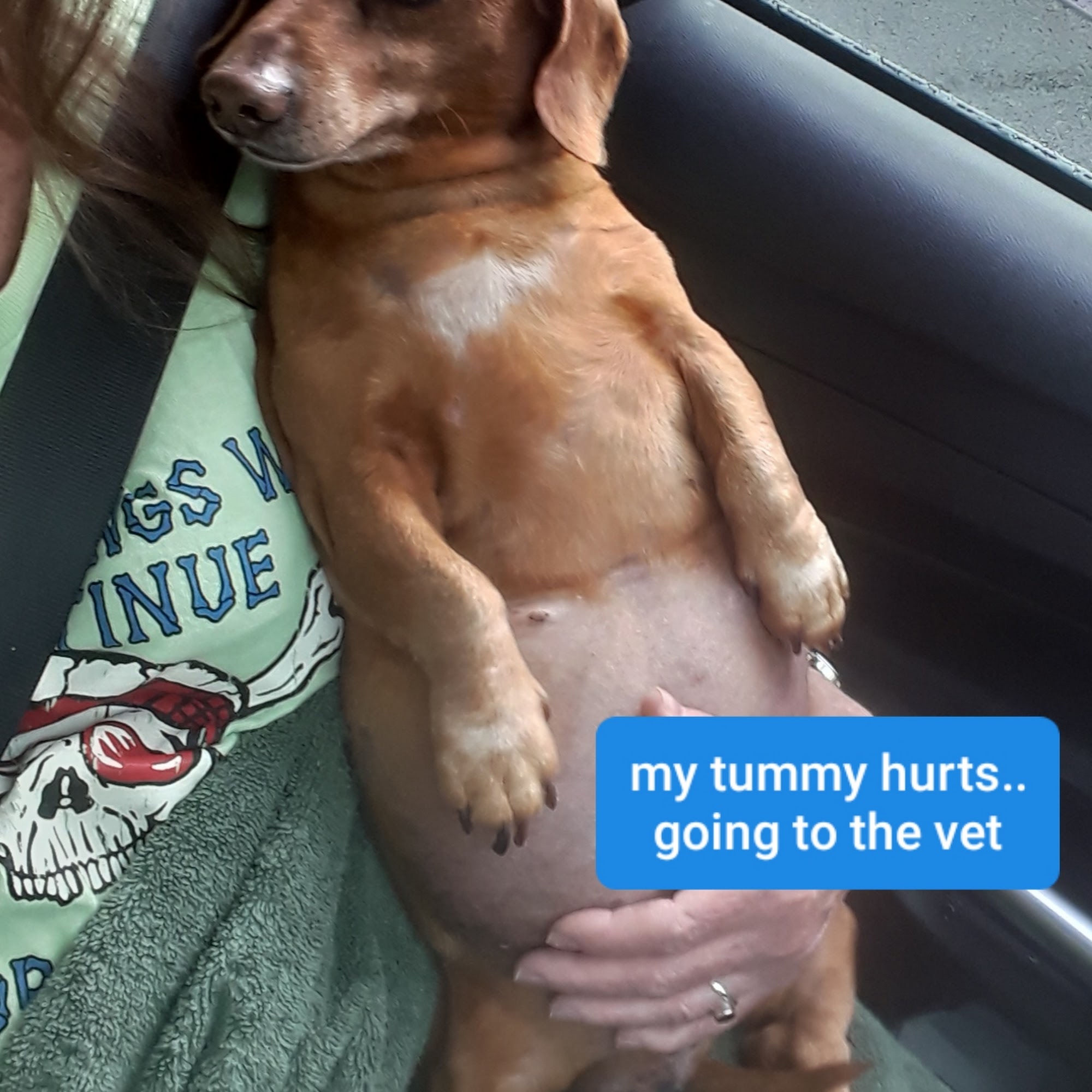 Holt Roger R DVM Yadkinville