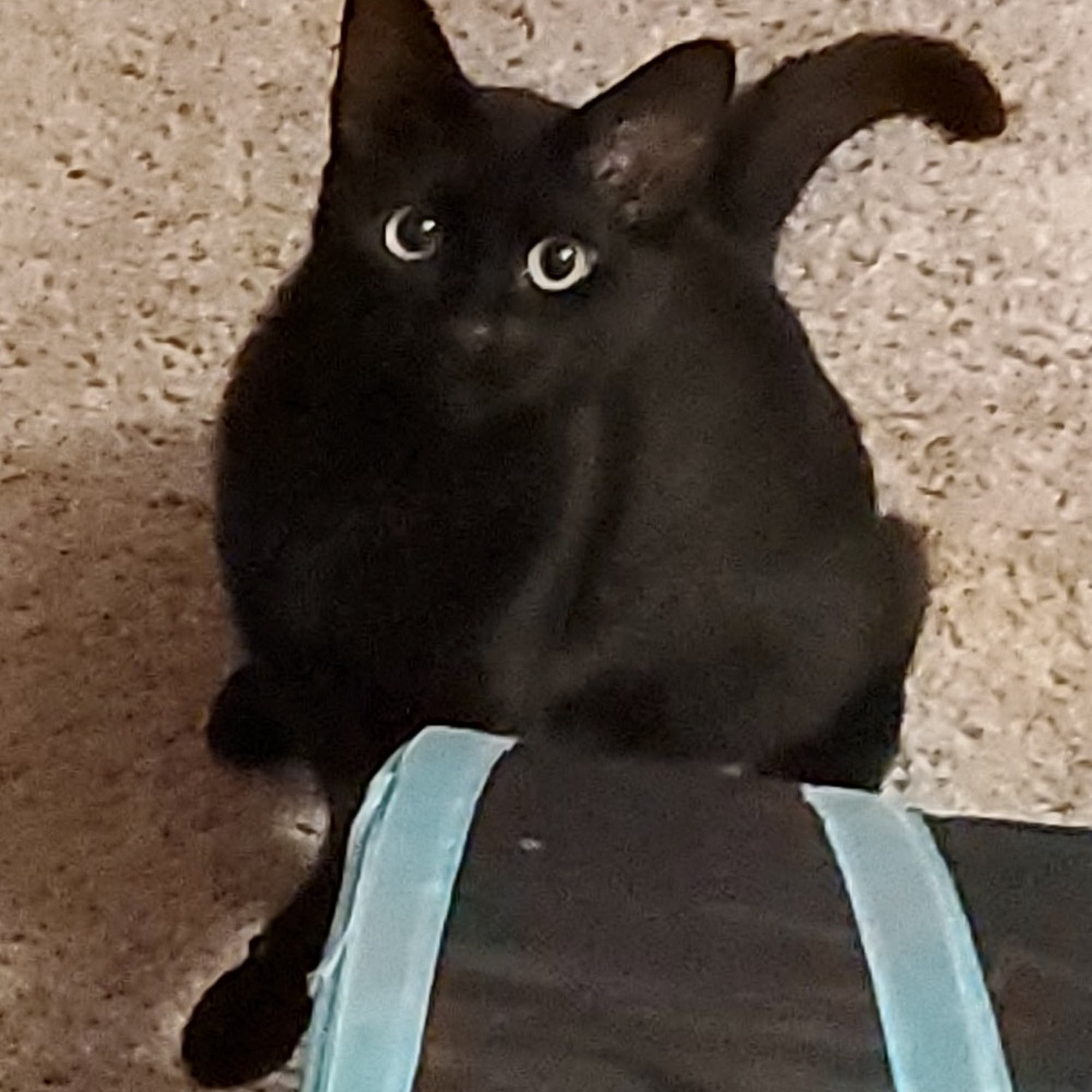 Youngsville Animal Hospital Youngsville