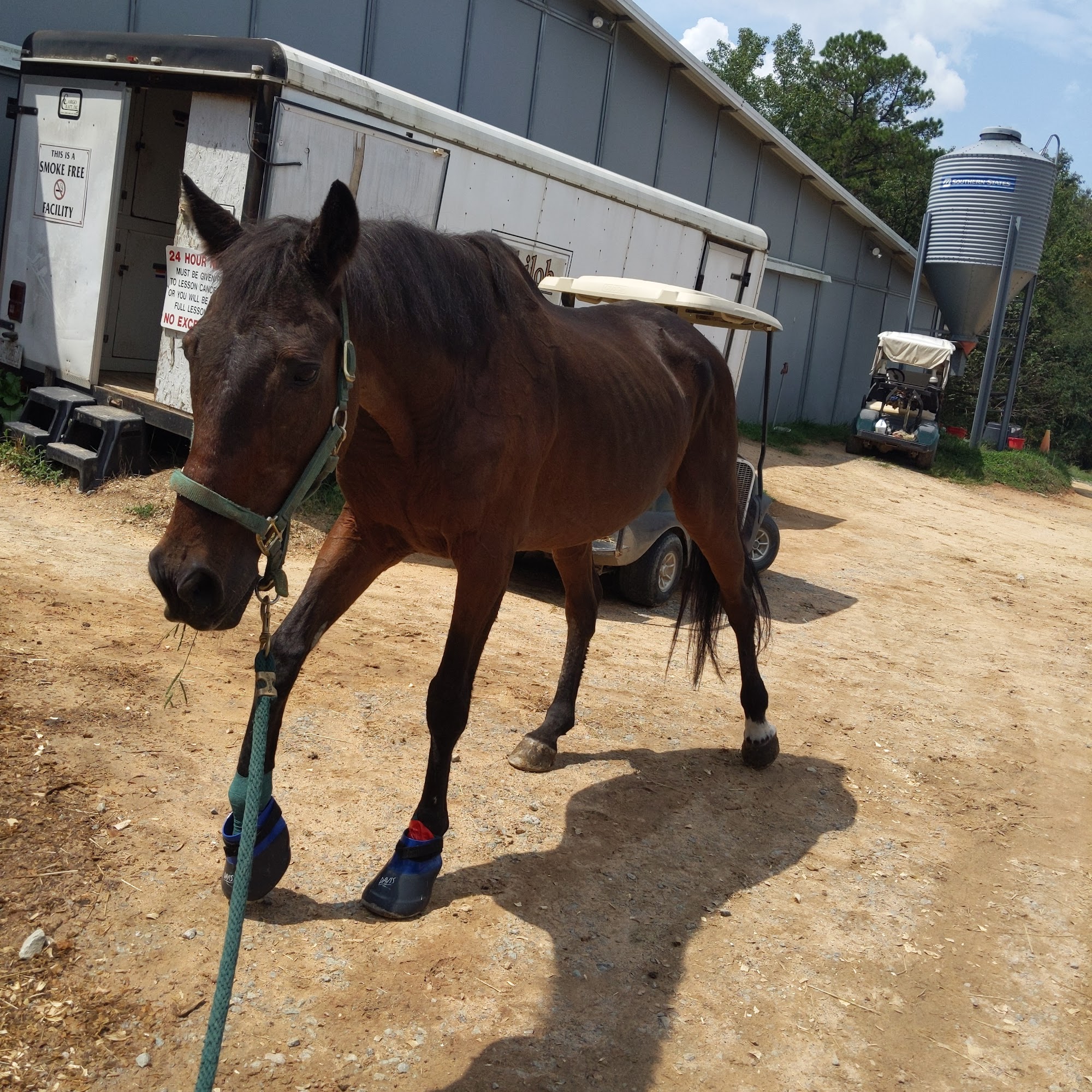 Large Animal Veterinary Services Youngsville