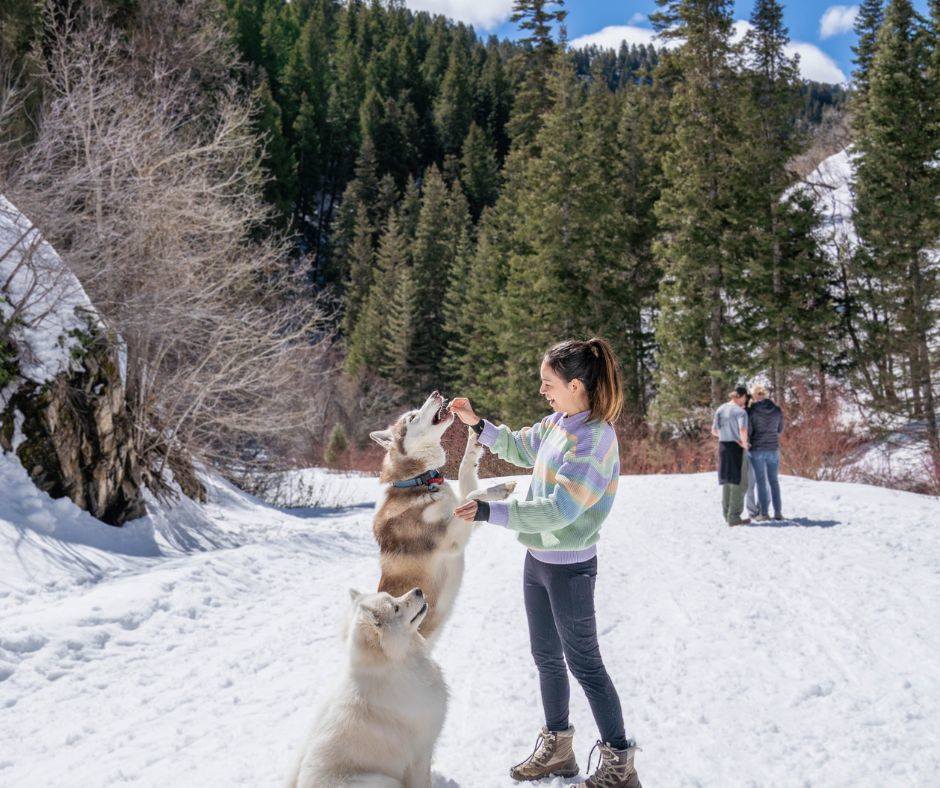 Blackberry Hill Doodles Youngsville