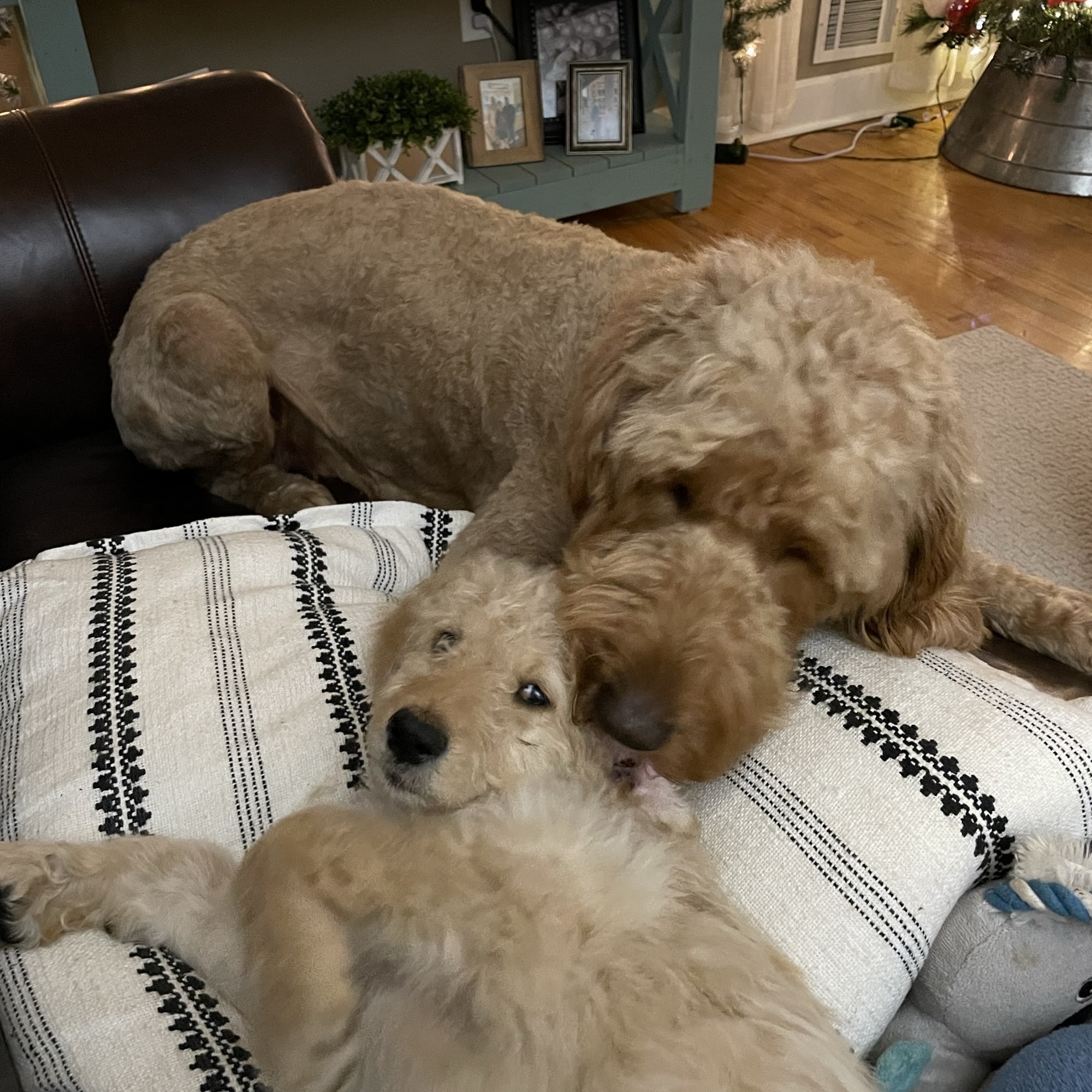 Blackberry Hill Doodles Youngsville