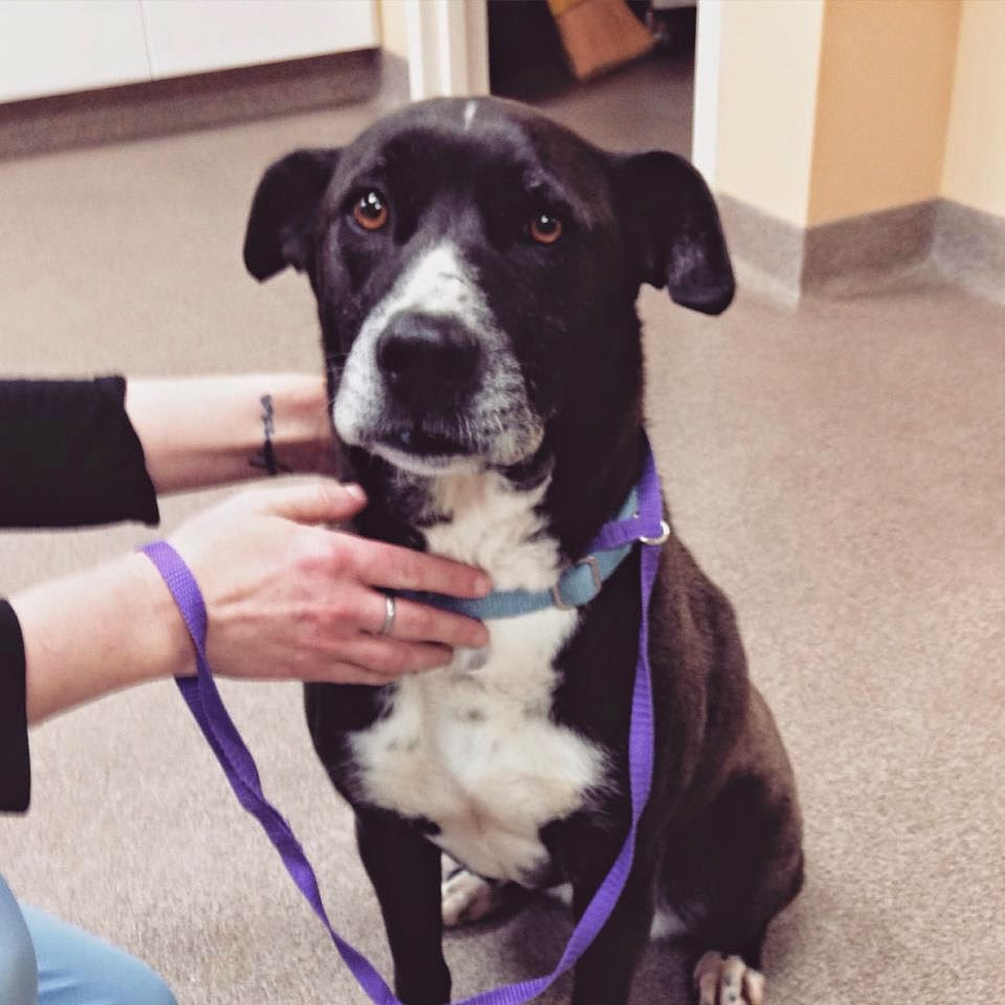 Zebulon Animal Hospital Zebulon