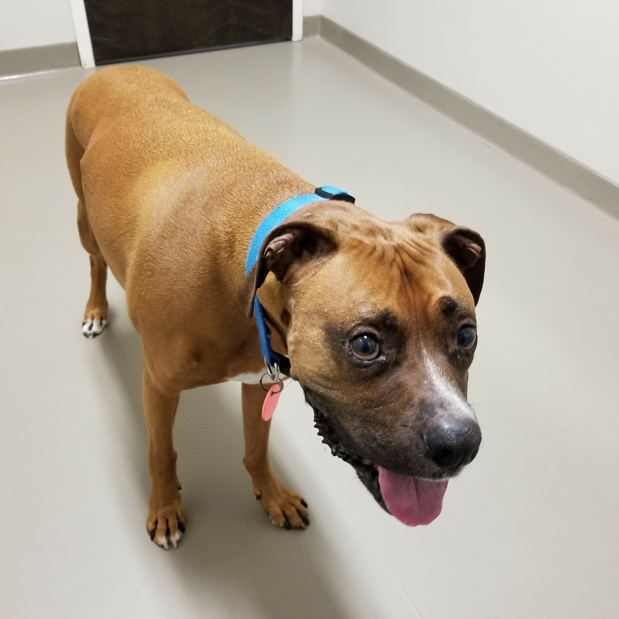 East Wake Animal Hospital Zebulon