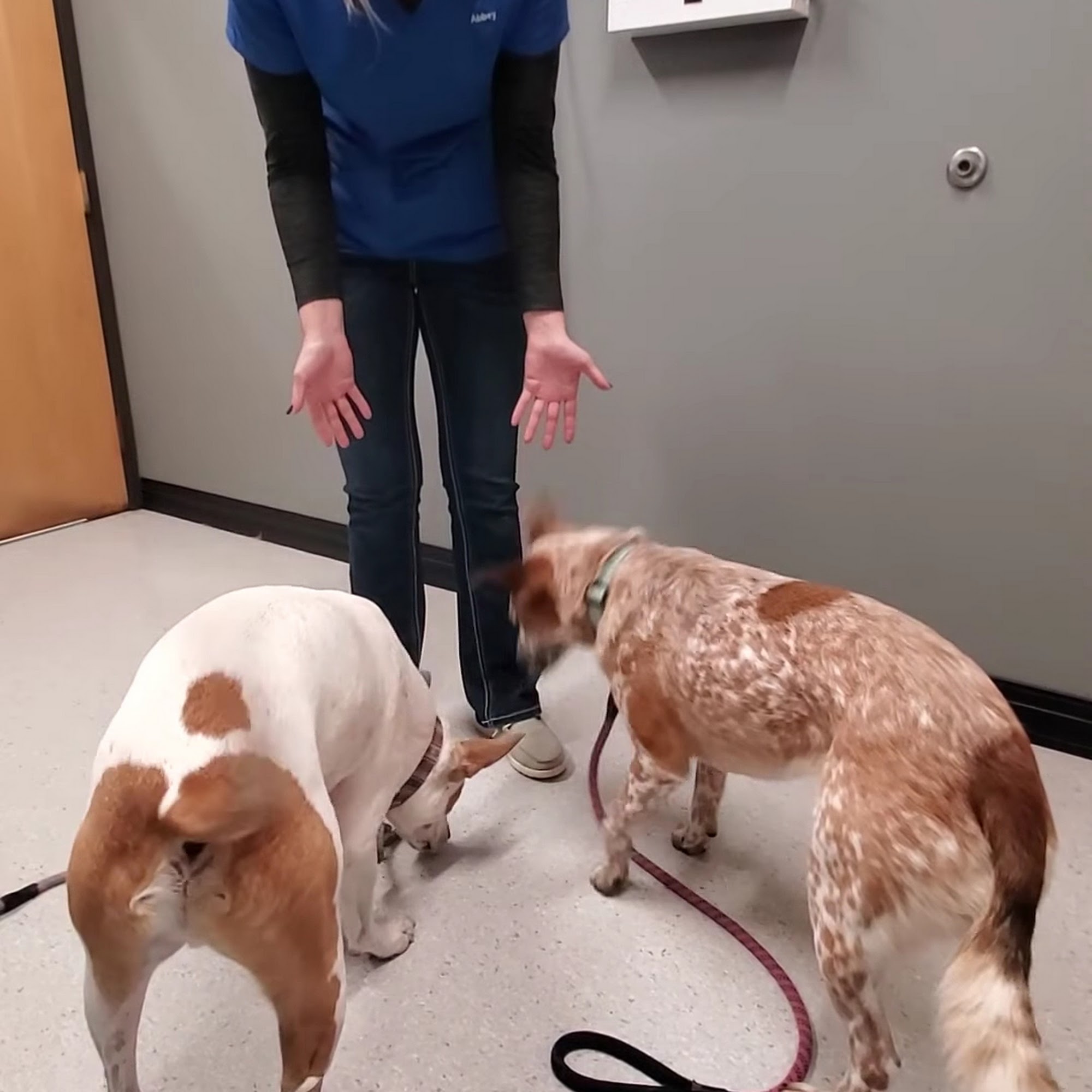 Casselton Veterinary Service Casselton