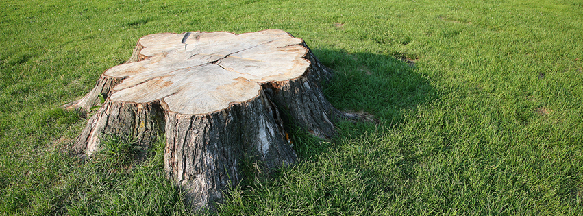 Belling Tree Services