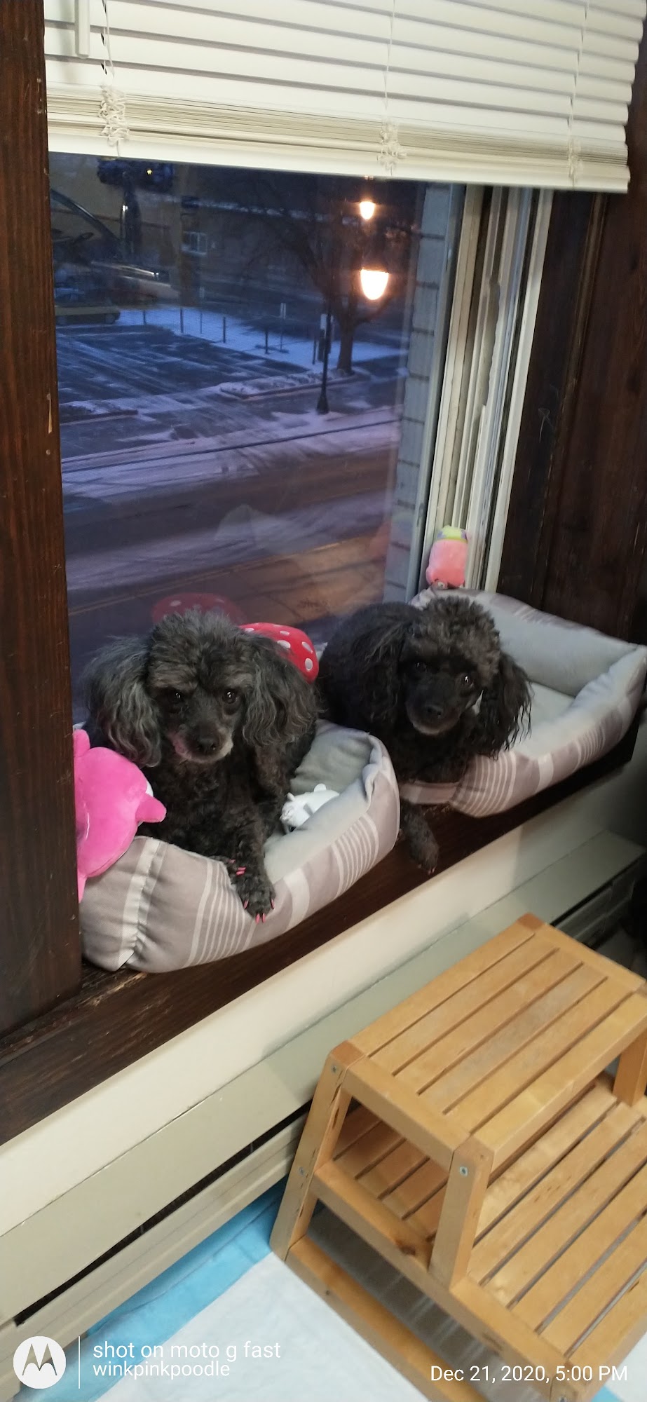 All Fur Paws LLC Fargo