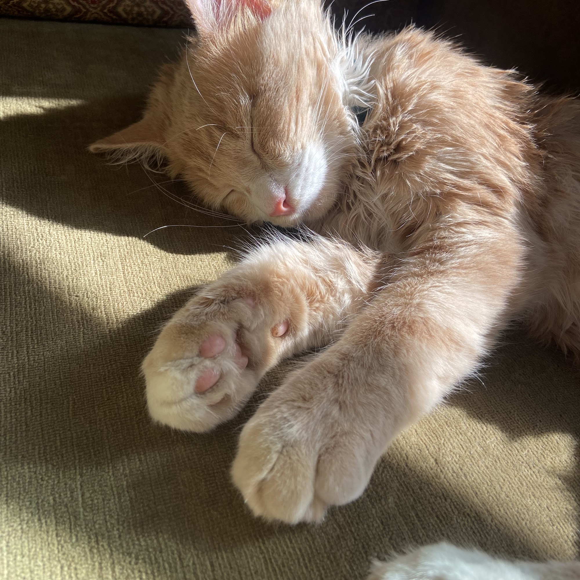 Minn-Kota PAAWS Fargo