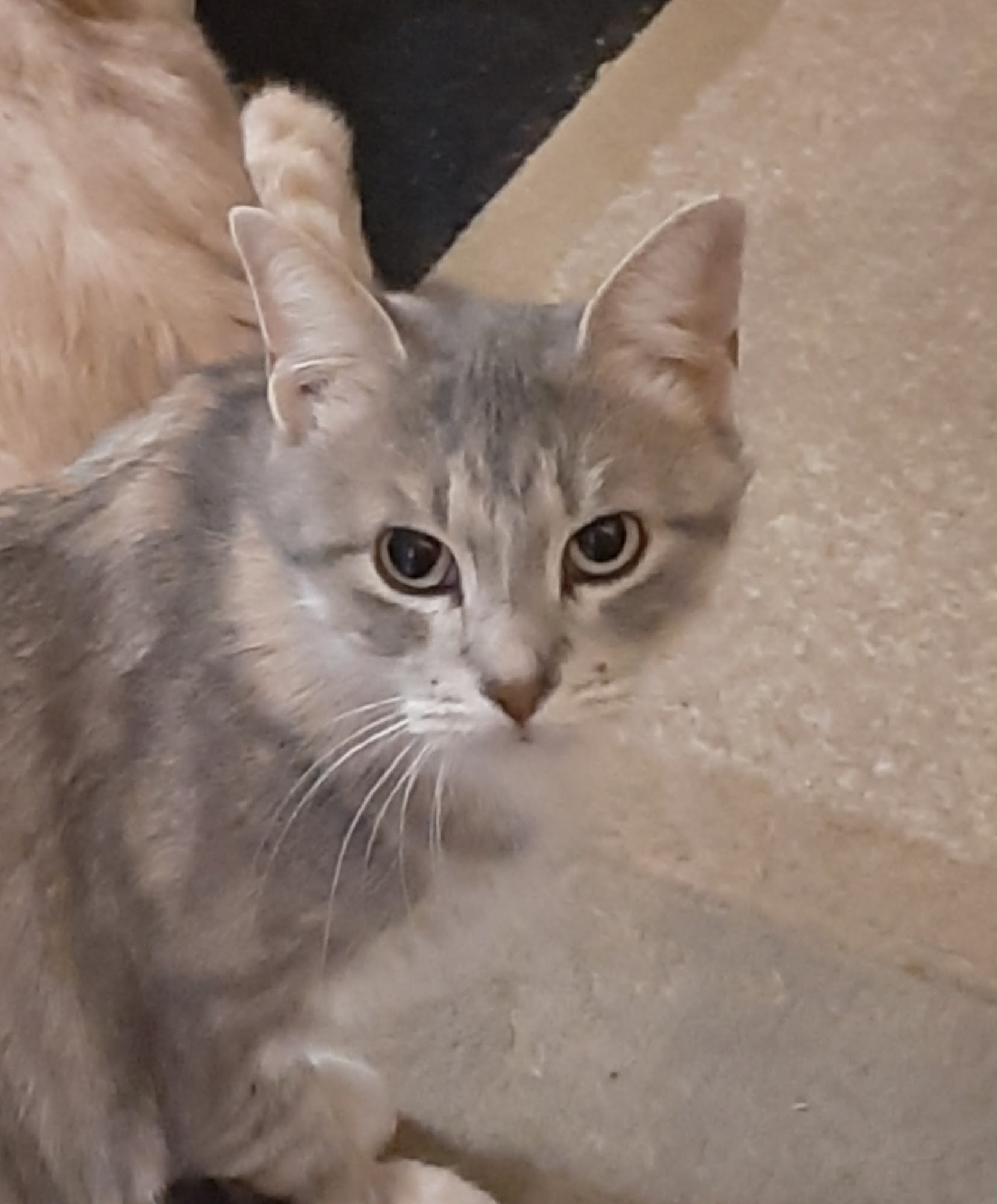 Minn-Kota PAAWS Fargo