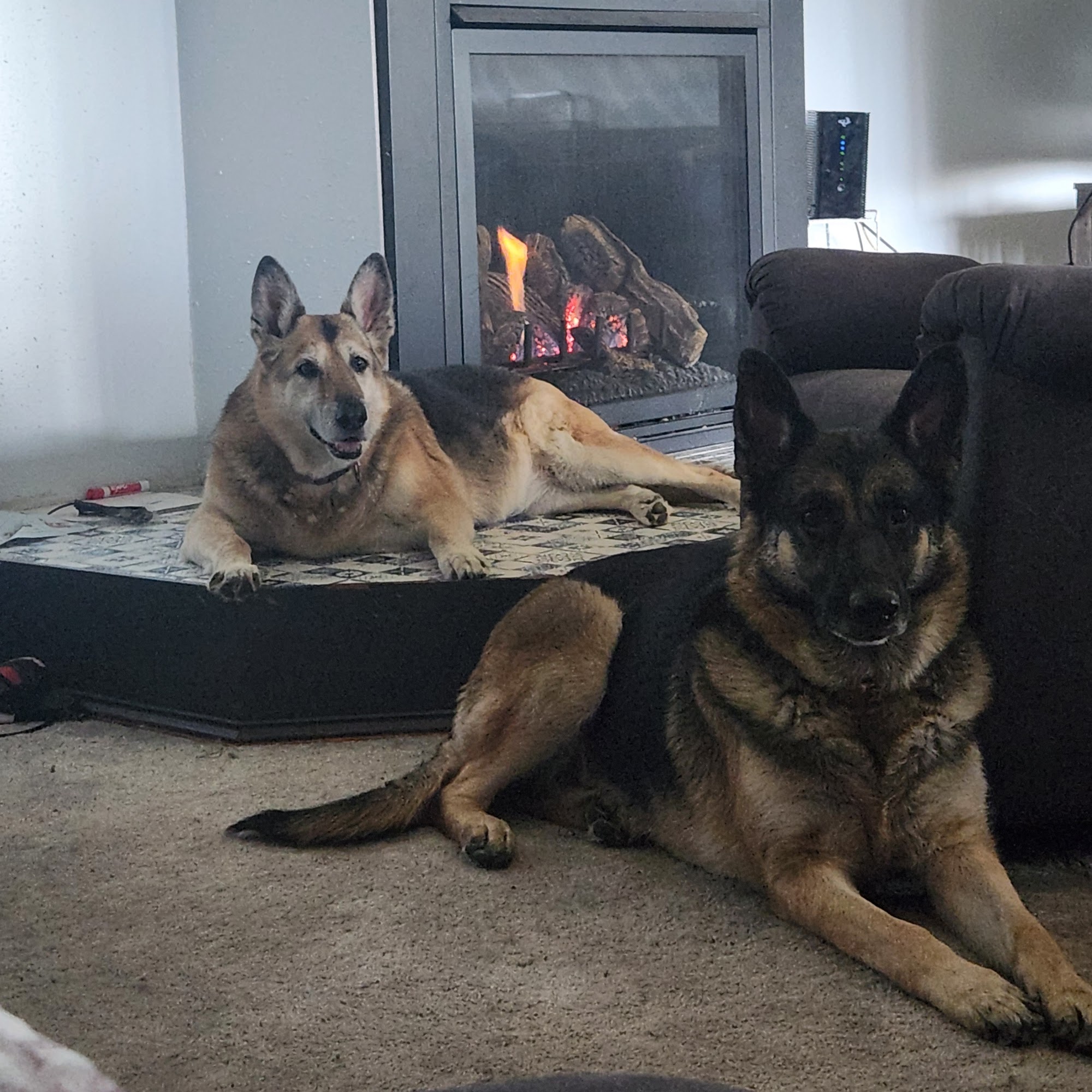 Airport Animal Hospital Fargo