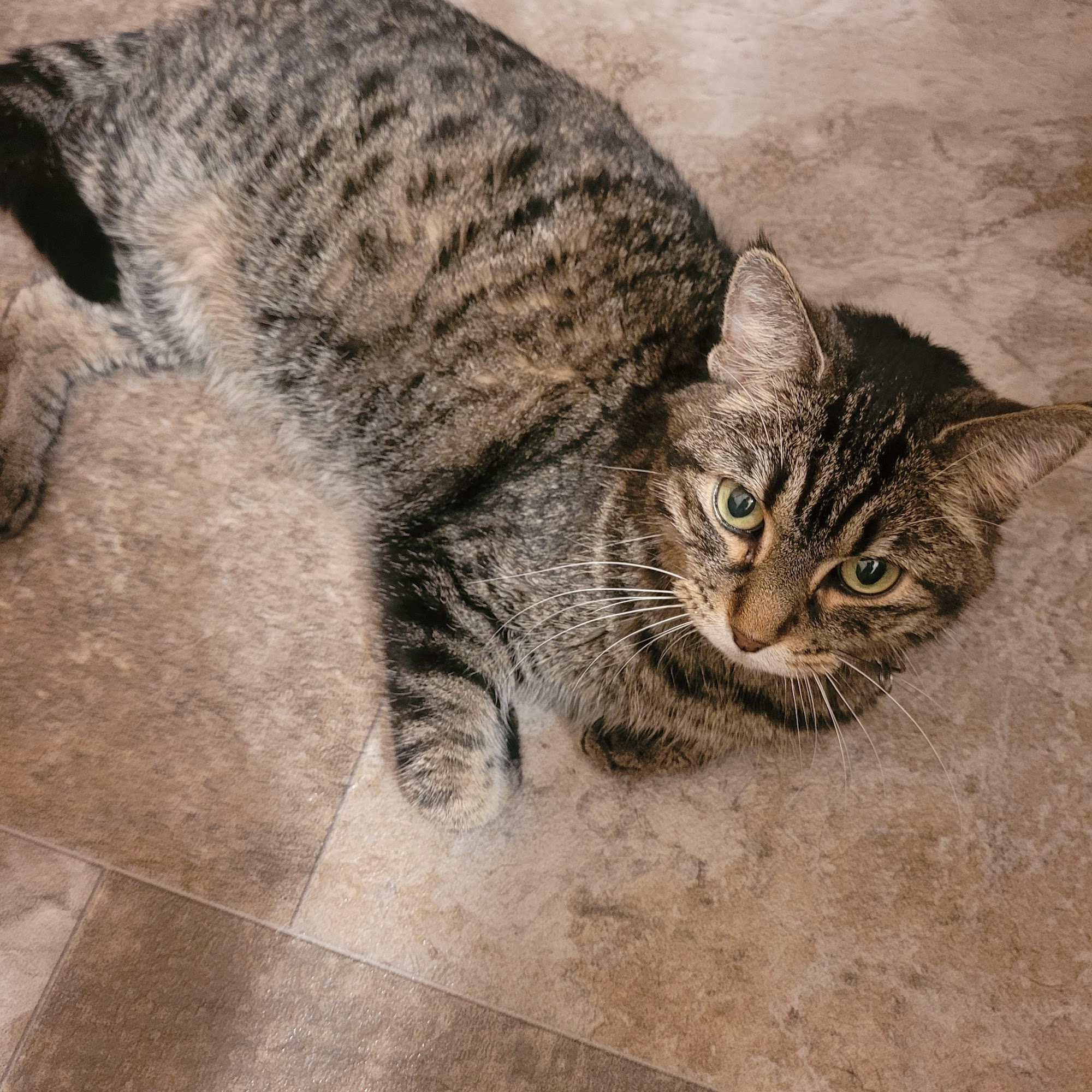 Southgate Veterinary Hospital Fargo