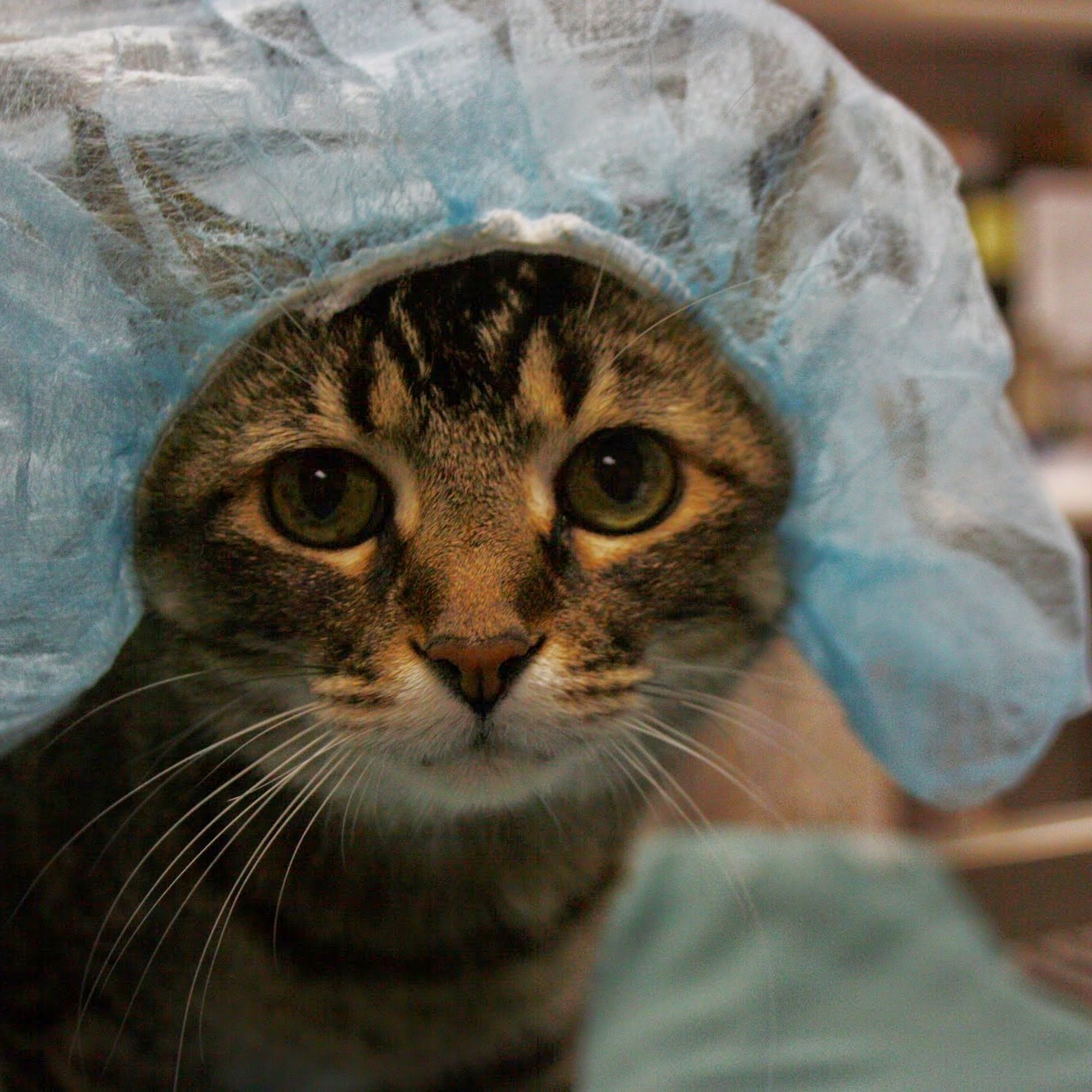 Valley Veterinary Hospital Fargo