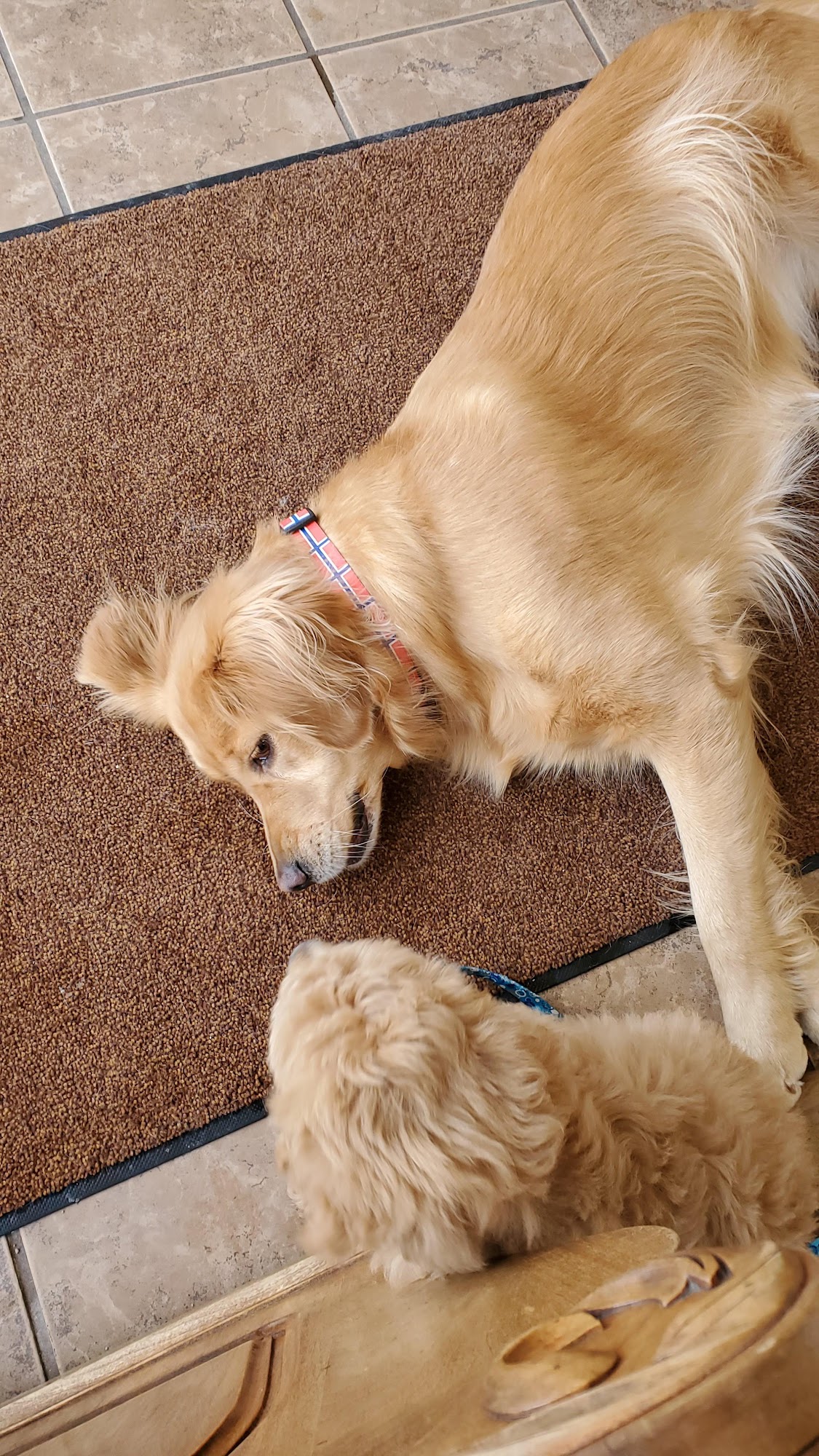 Diamond Q Animal Hospital Fargo