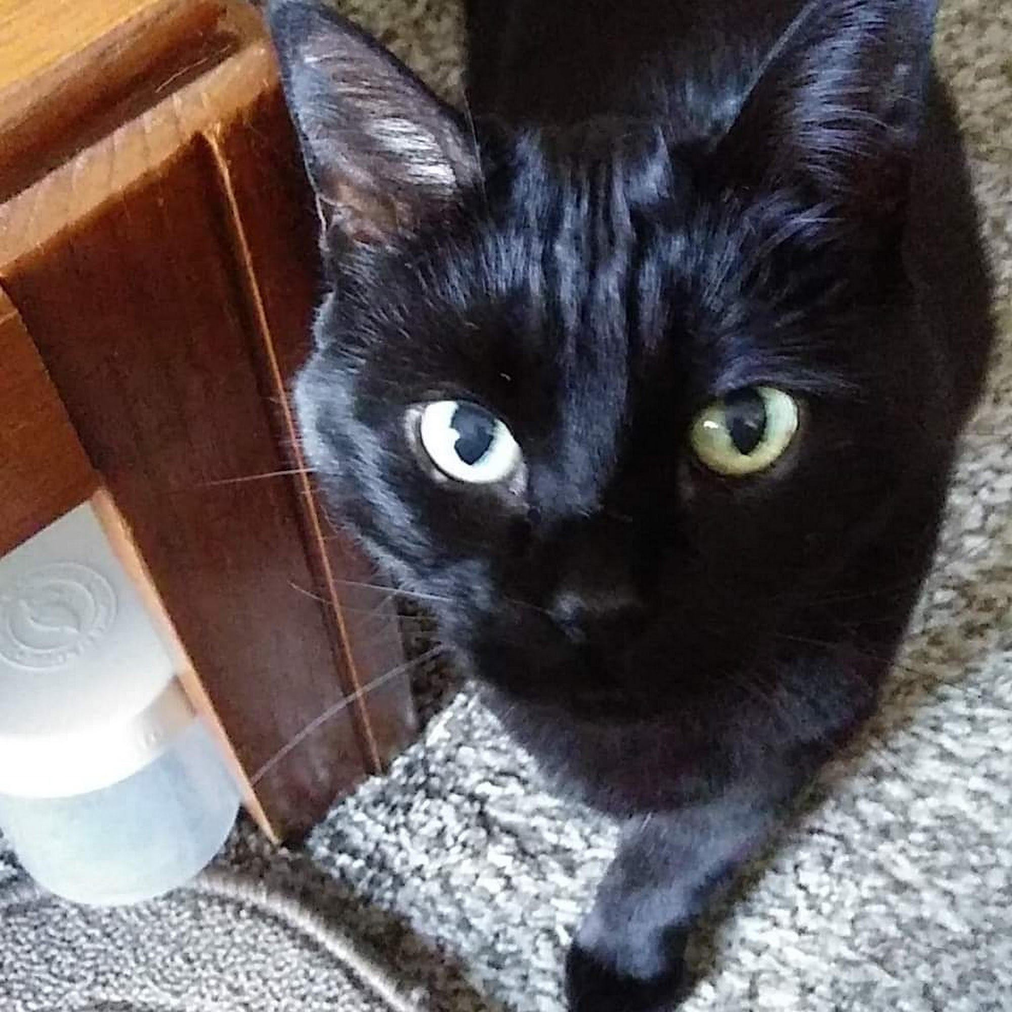 Prairie Winds Veterinary Center Fargo