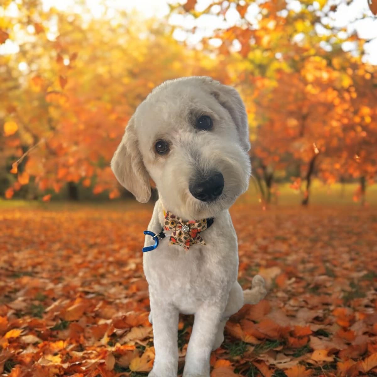 Muddy Paws Pet Spa and Grooming Fargo