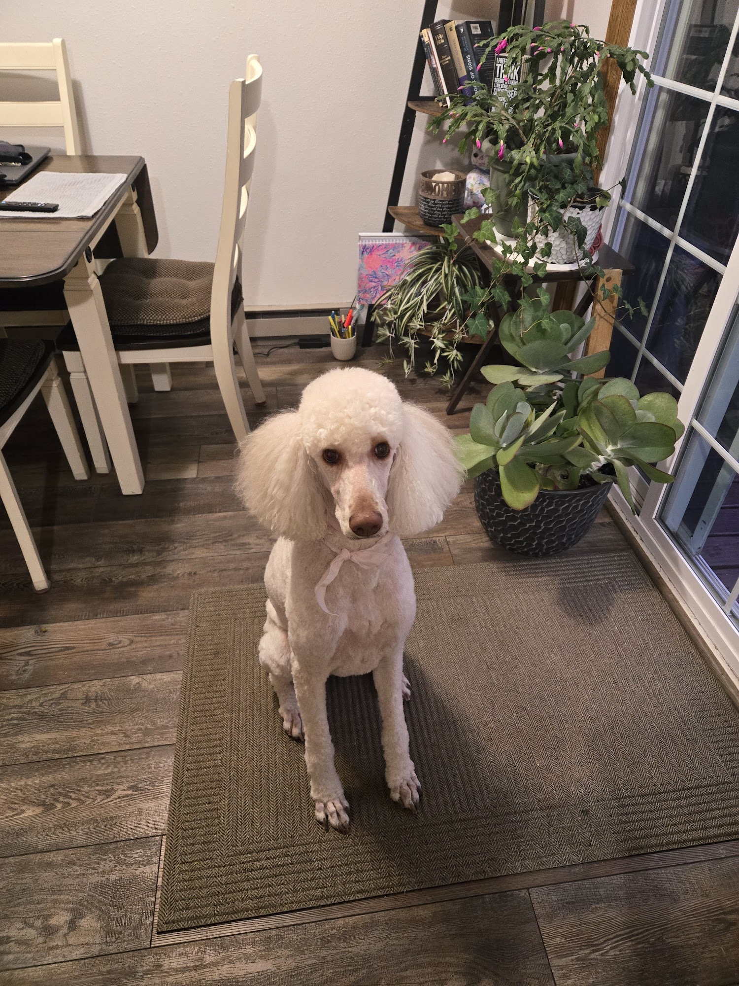 Woof Gang Bakery & Grooming Fargo Fargo