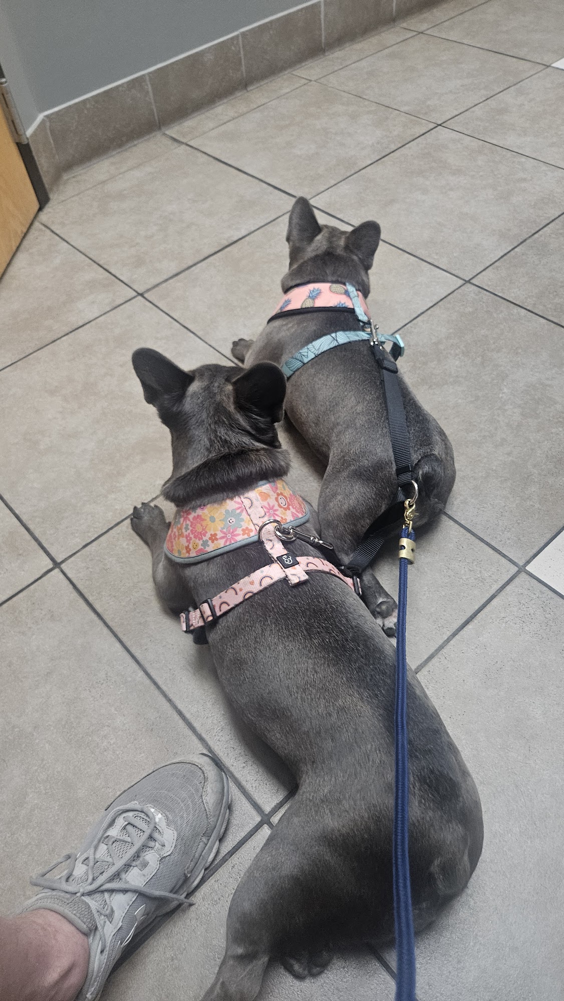 Kindness Animal Hospital Grand Forks