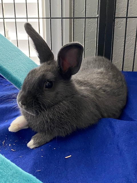 Circle of Friends Animal Shelter Medical Center Grand Forks