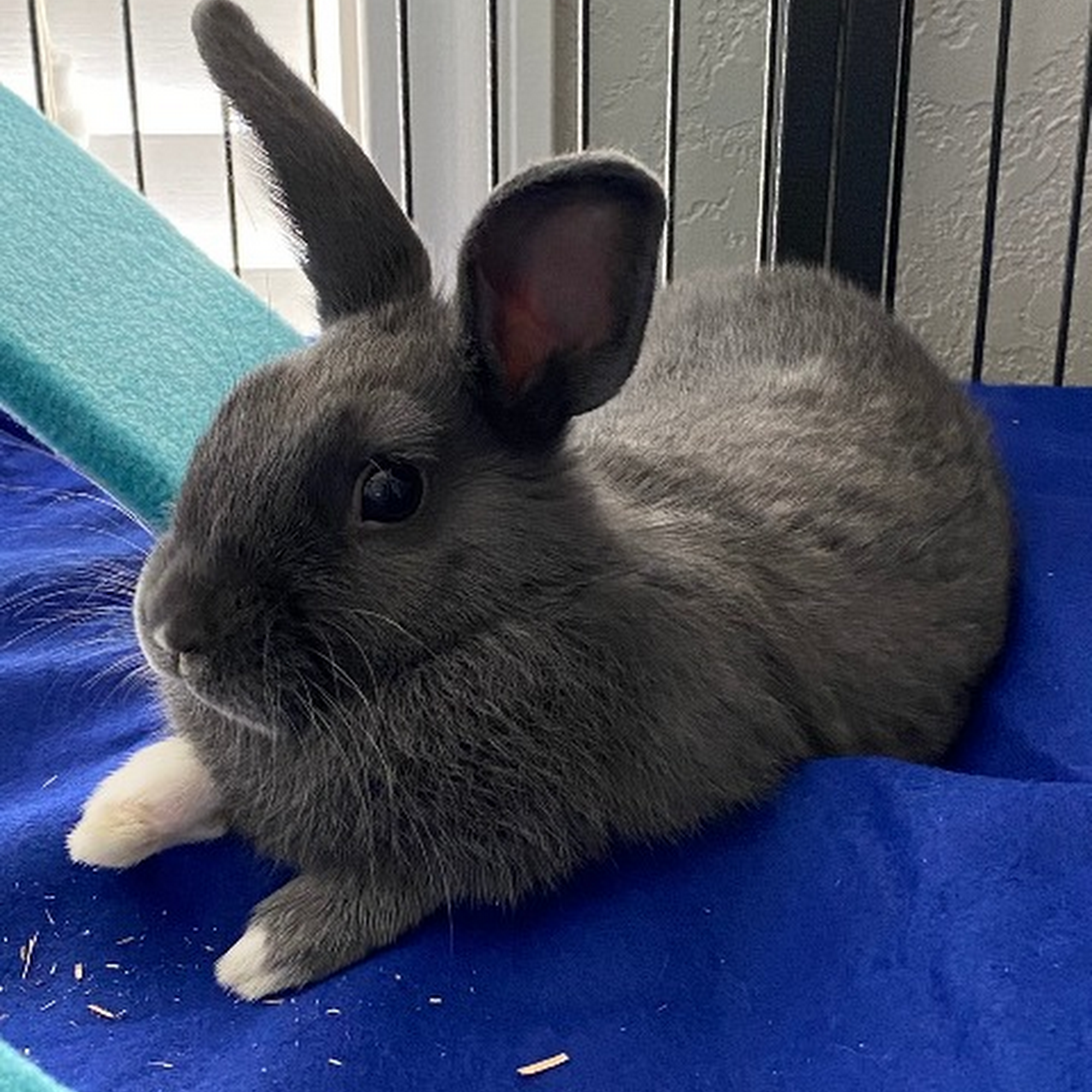 Circle of Friends Animal Shelter Medical Center Grand Forks